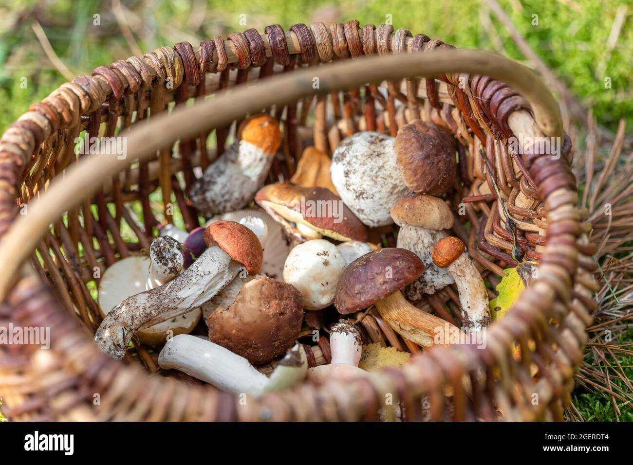 Cestino di vari funghi commestibili raccolti nella foresta. Bella stagione autunnale. Cibo crudo, pasto vegetariano naturale. Foto Stock