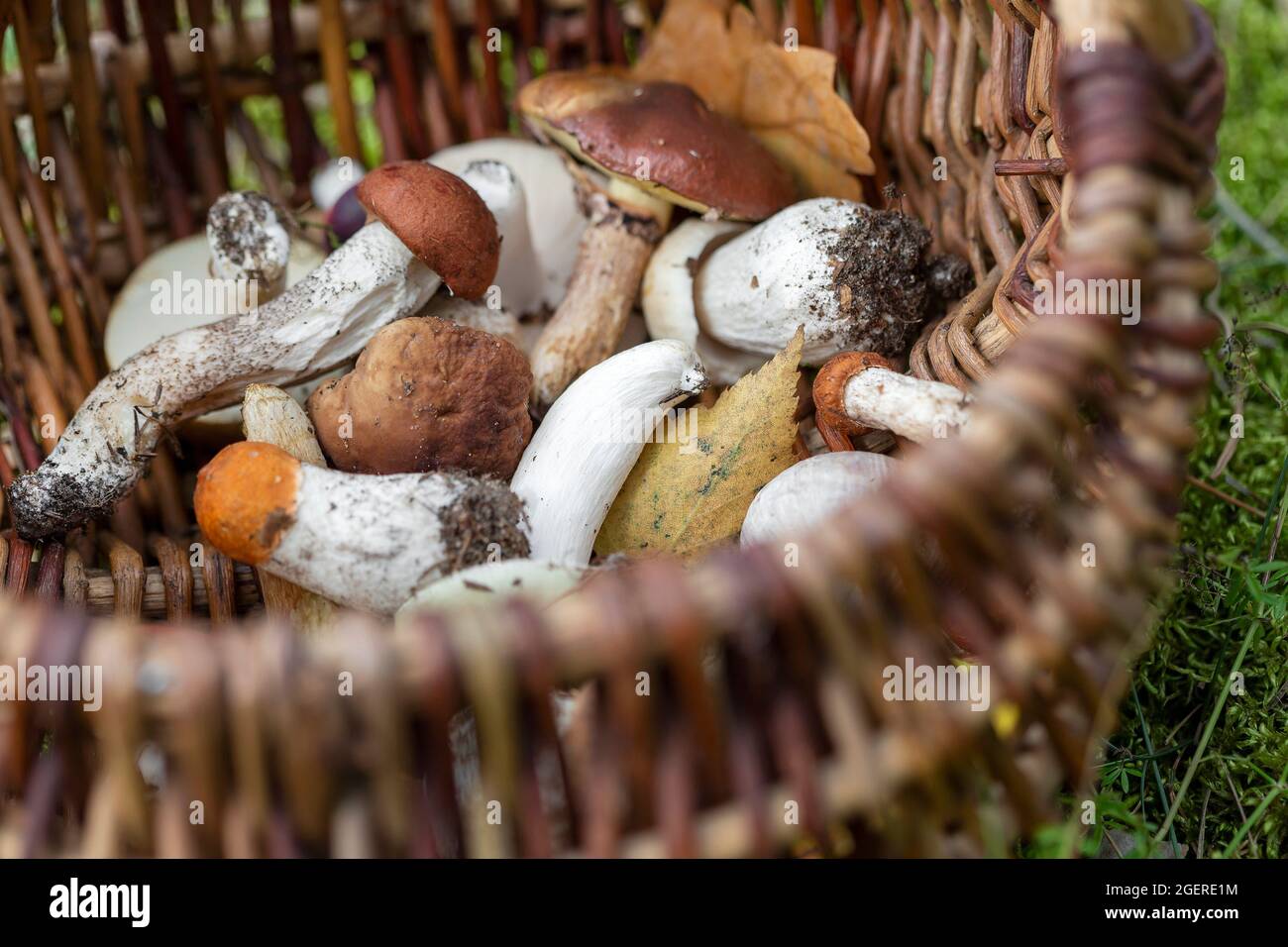 Cestino di vari funghi commestibili raccolti nella foresta. Bella stagione autunnale. Cibo crudo, pasto vegetariano naturale. Foto Stock