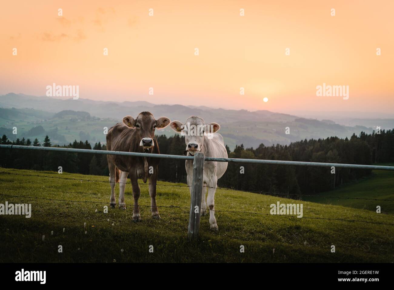 due mucche che guardano la macchina fotografica - animali di colore diverso con il tramonto Foto Stock