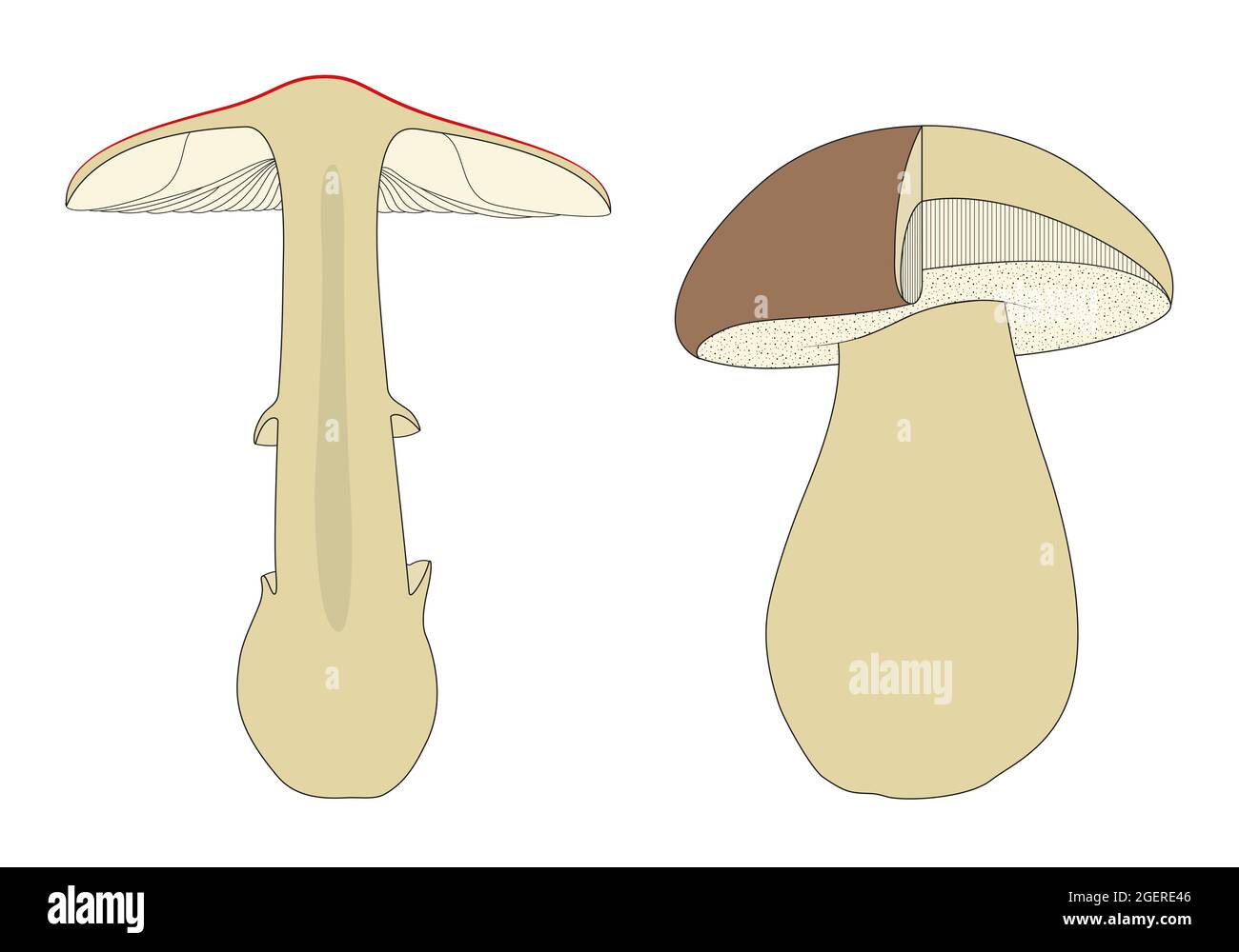 Identificare i funghi richiede una comprensione di base della loro struttura macroscopica Foto Stock