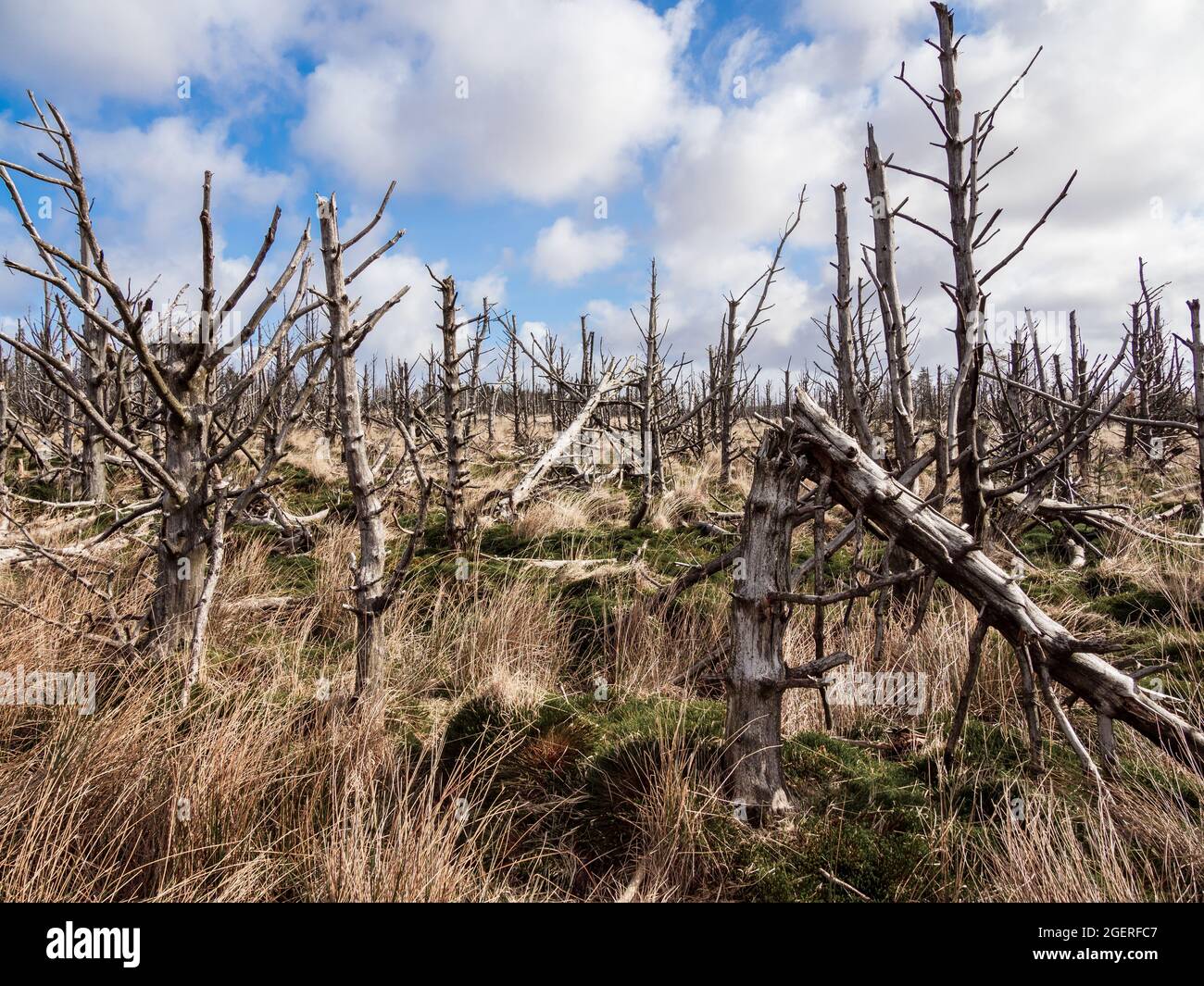 albero morto nel forrest riscaldamento globale danni fuoco Foto Stock