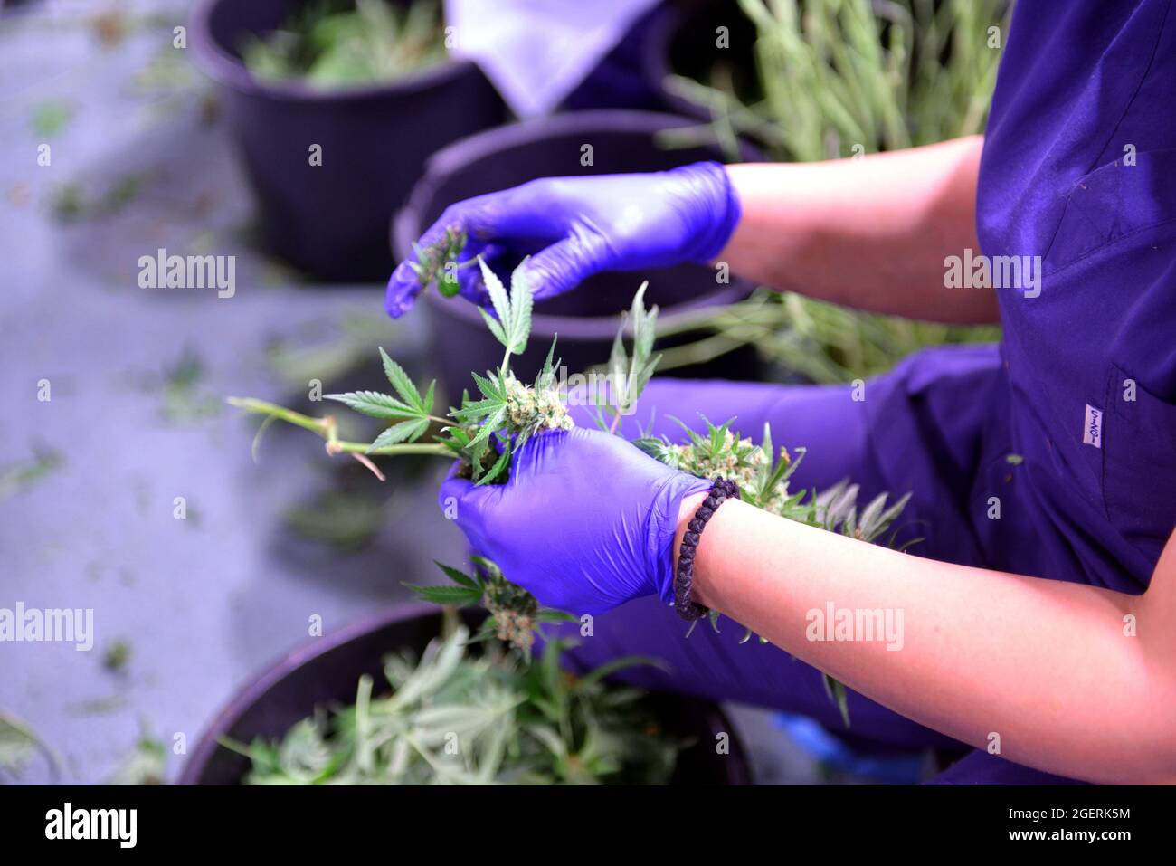 Piante di canapa CBD produzione di petrolio. Piante di cannabis in campo agricolo. Lavoratore che rimuove le foglie dal ramoscello Foto Stock