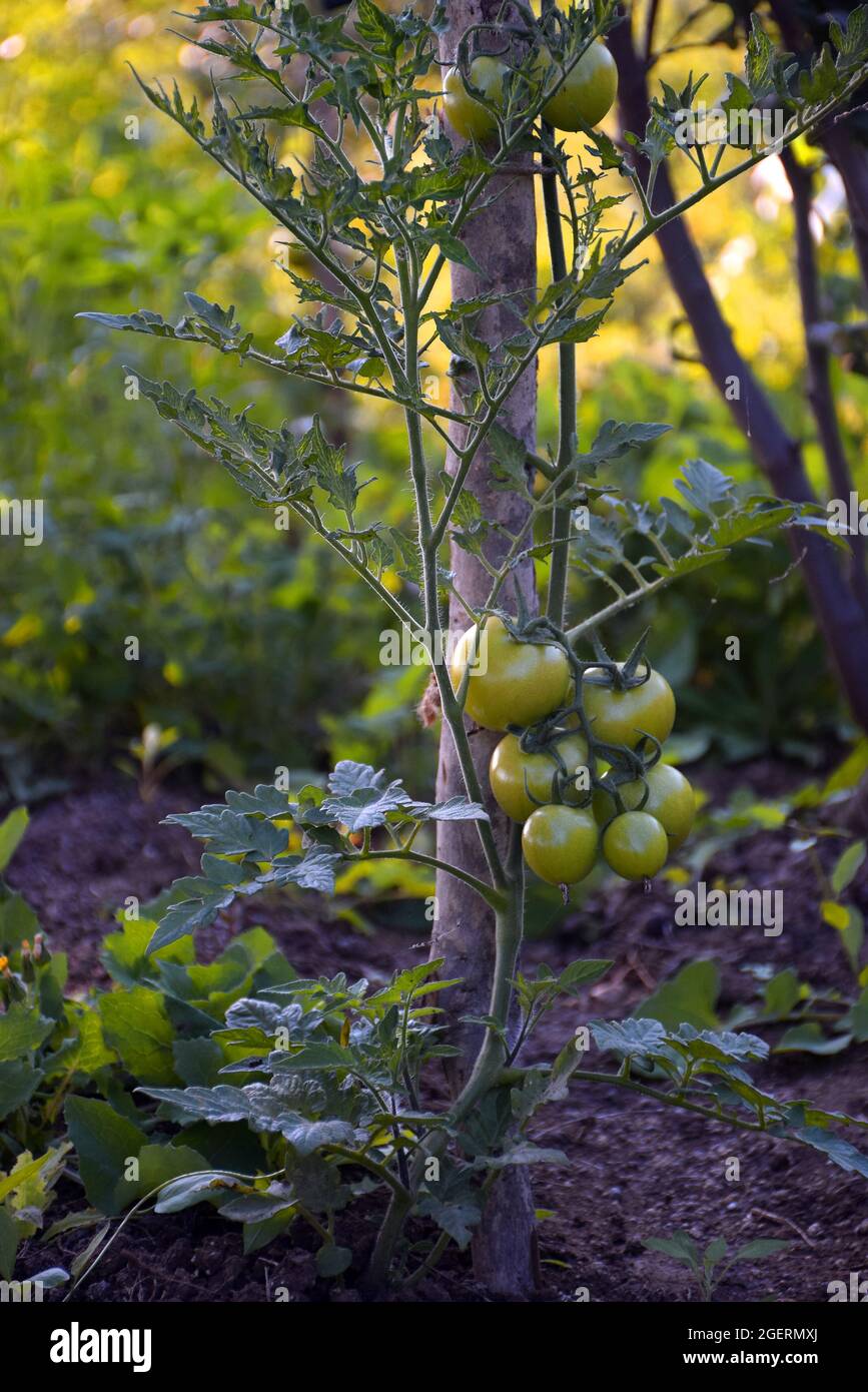 Una pianta di pomodoro che cresce con l'aiuto di bambù essiccato con pomodori crudi piantati Foto Stock