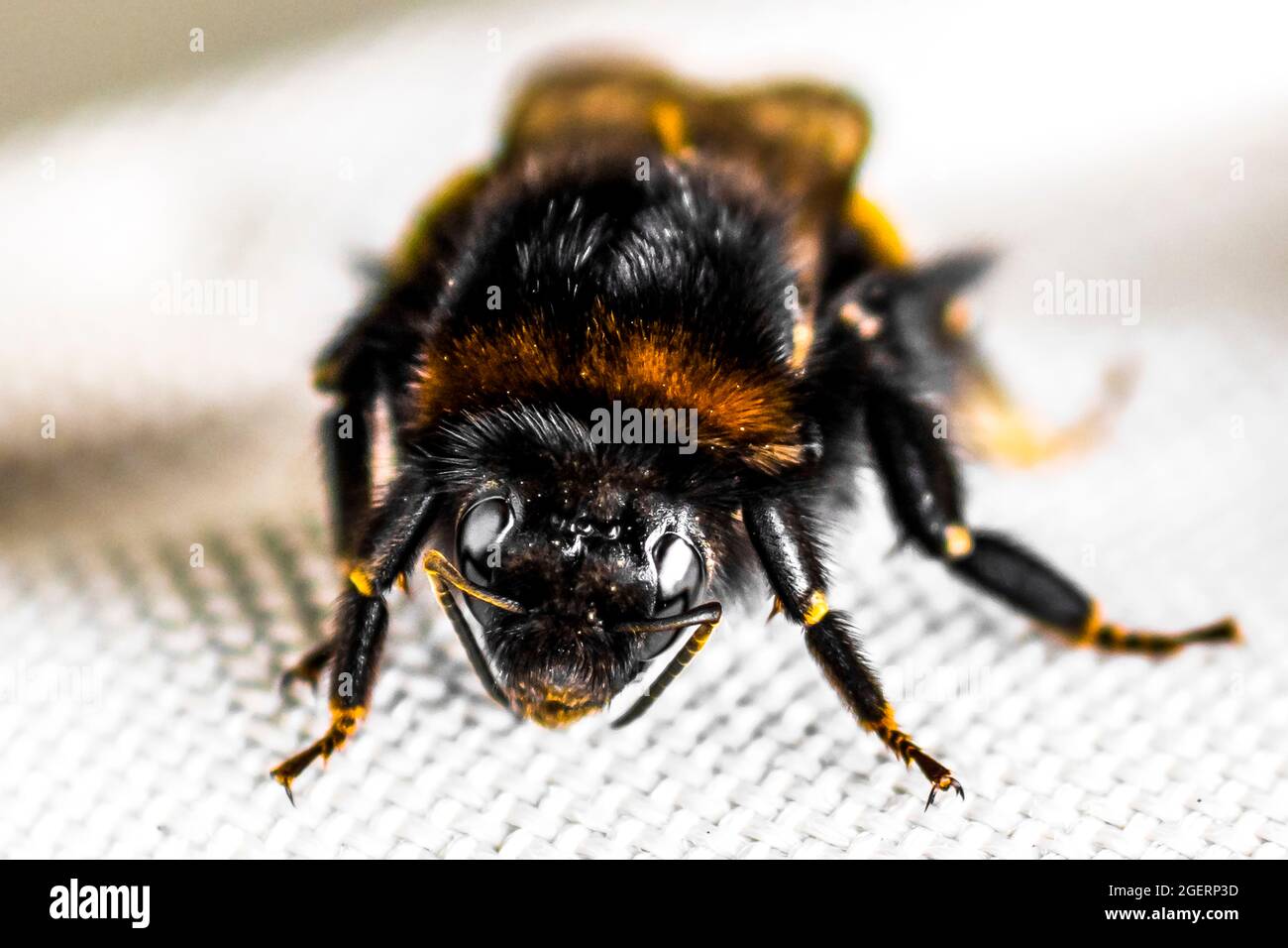 Vista di dettaglio della testa di un insetto di ape nero e giallo Foto Stock