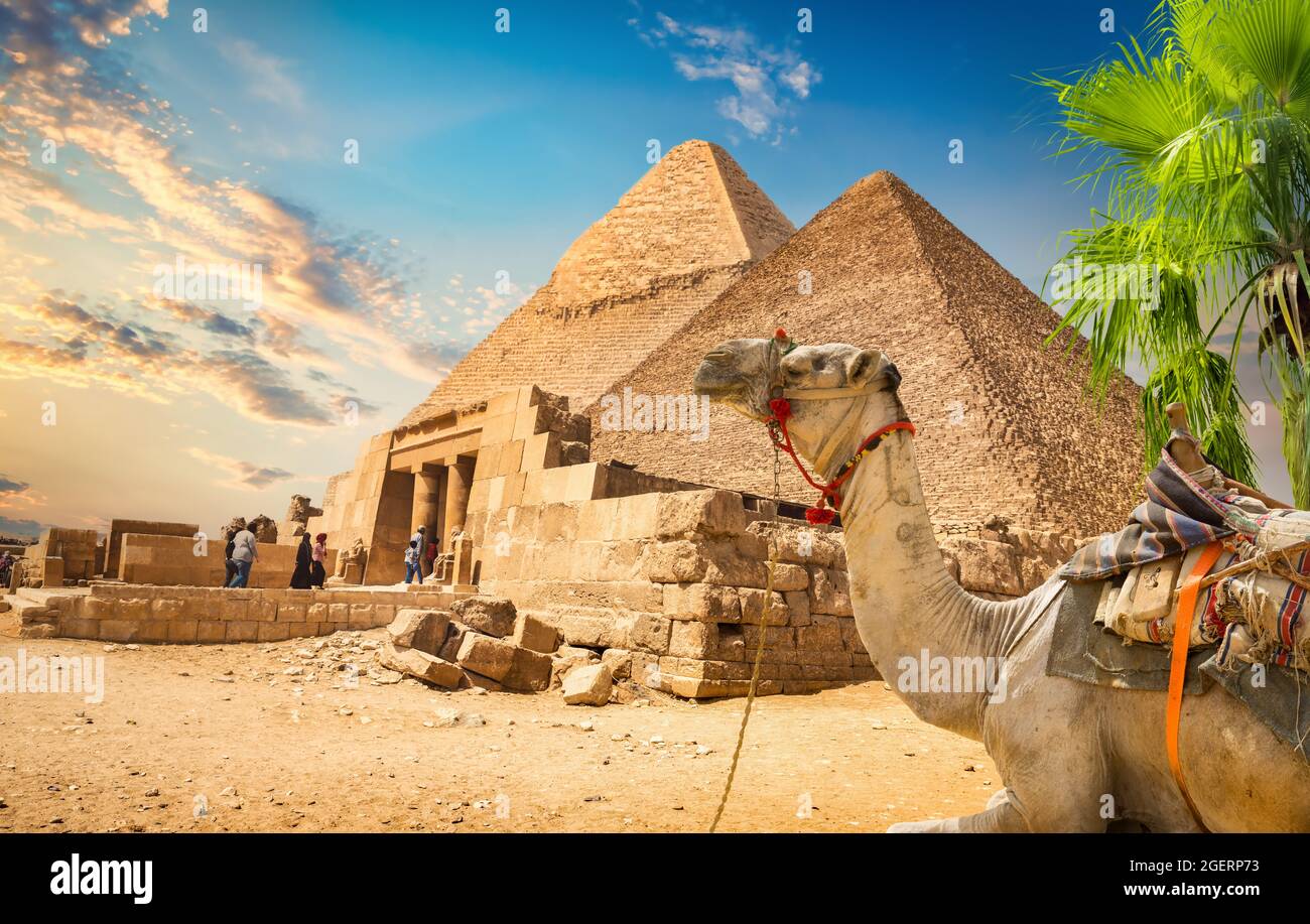 Cammello e rovinato piramide di Cheope in Cairo Foto Stock