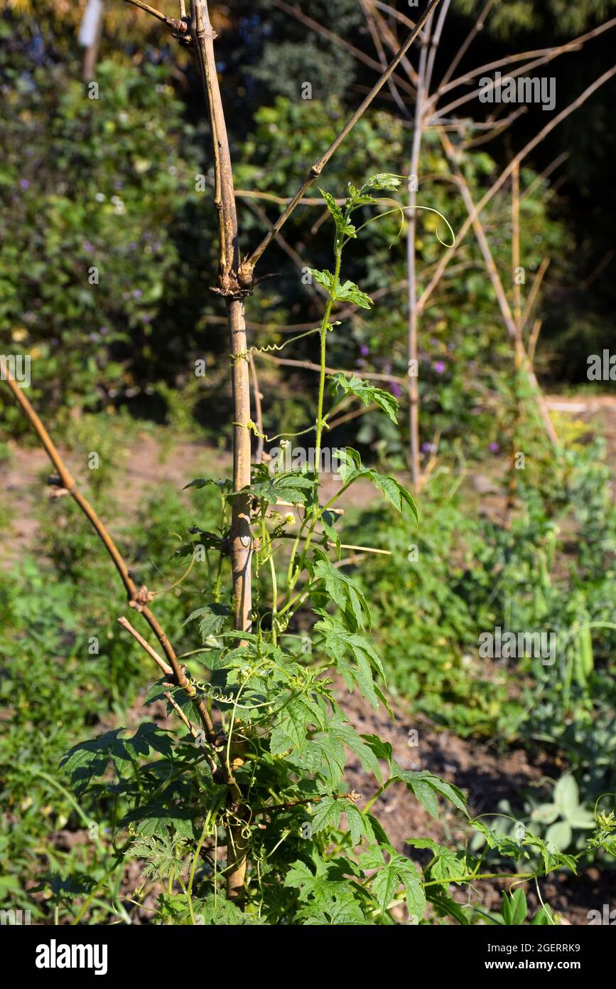 Pianta di zucca amara che cresce sulla base di bambù essiccato Foto Stock