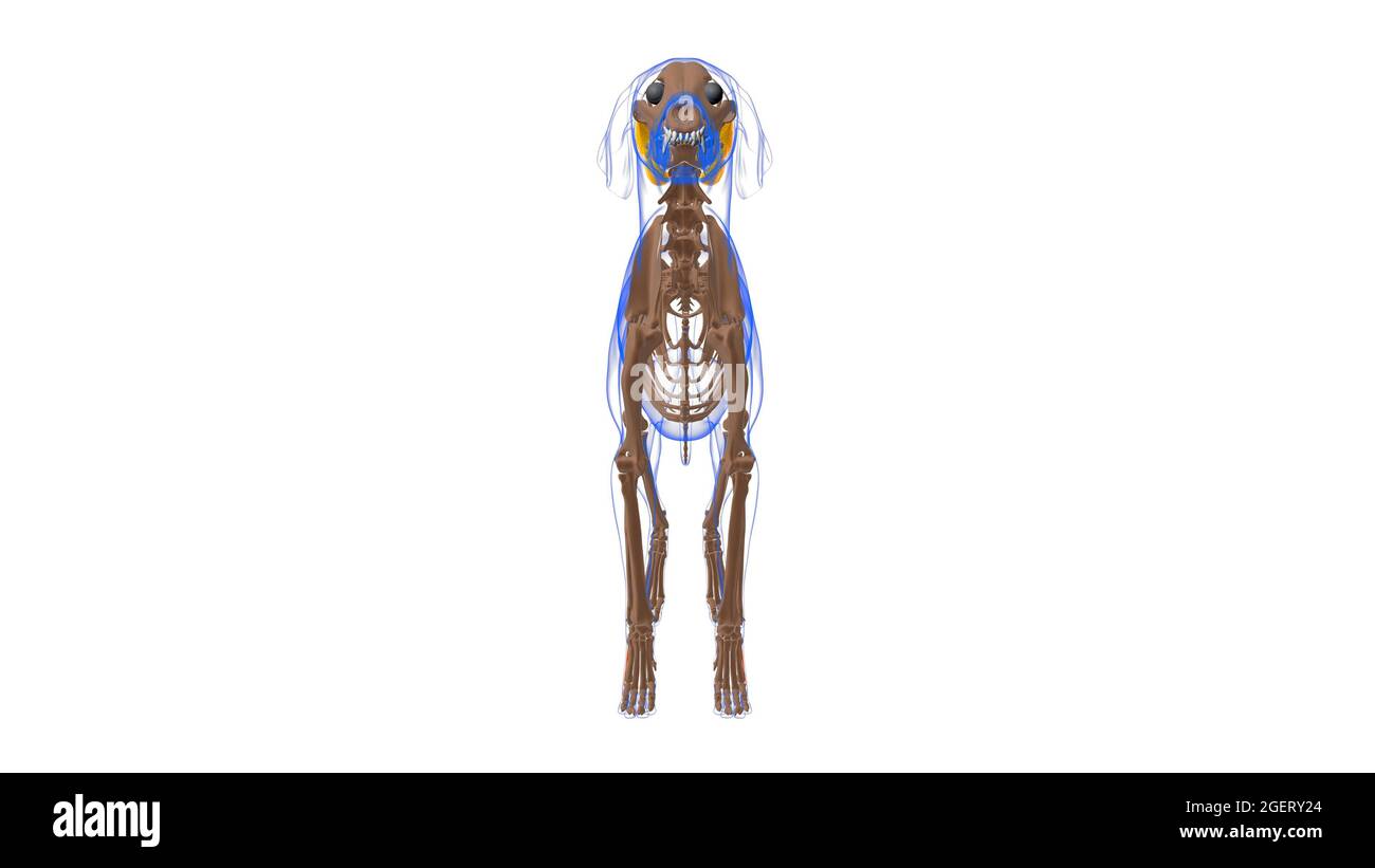 Anatomia del muscolo del cane per concetto medico illustrazione 3D Foto Stock