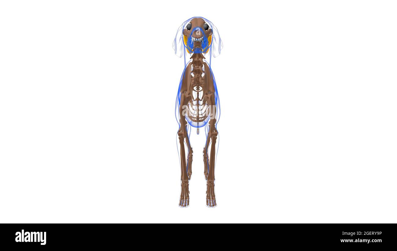 Peroneus Brevis muscolo Dog anatomia muscolare per concetto medico illustrazione 3D Foto Stock