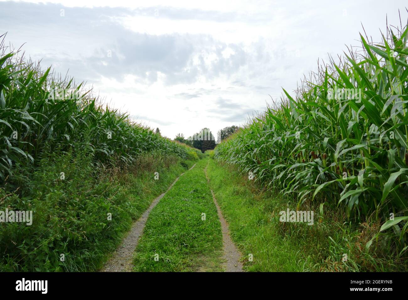 Percorso tra campi maiz, monocultura. Percorrere due corsie di un trattore. Foto Stock