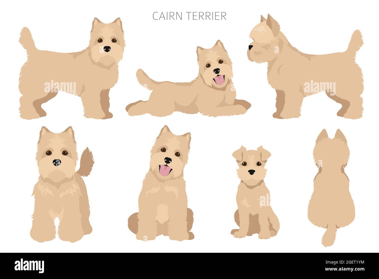 cairn terrier coat