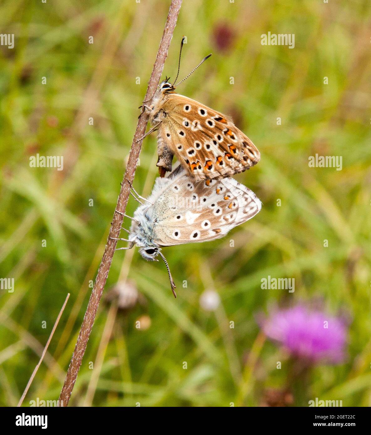 Coppia di accoppiamento delle farfalle blu di Chalk Hill Polyommatus coridon sulle colline Chiltern calci collina riserva naturale di Yoesden Bank Foto Stock