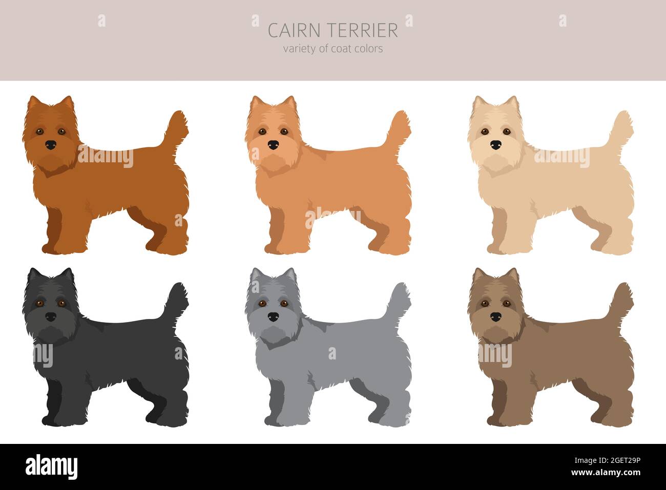 cairn terrier coat