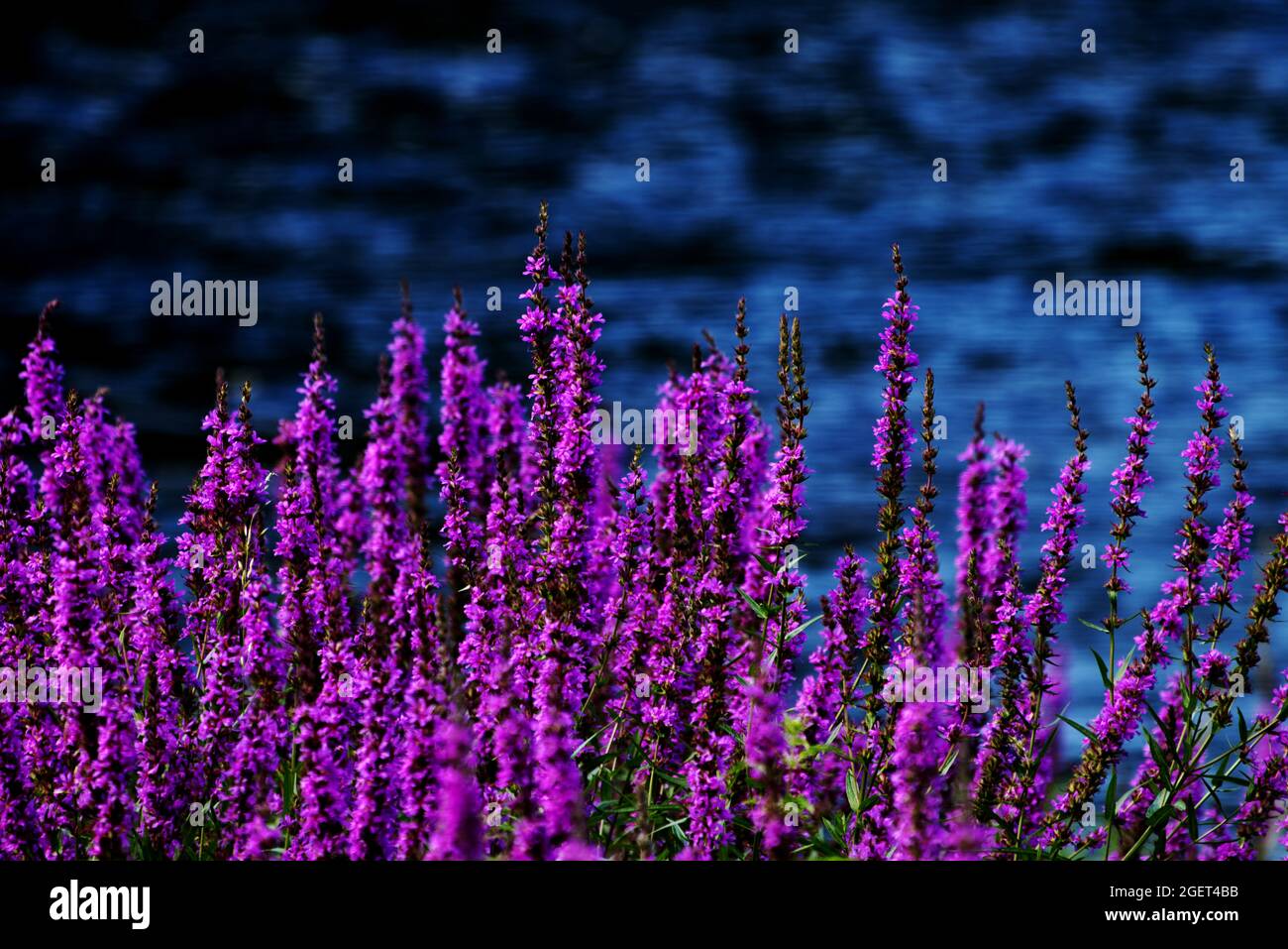 Cespuglio di lavanda di fronte al fiume blu - sfondo di lavanda Foto Stock