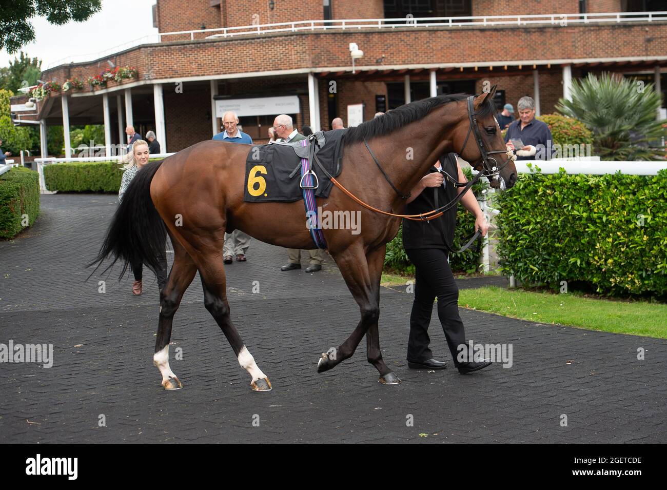 Sunbury-on-Thames, Middlesex, Regno Unito. 20 Agosto 2021. Master of Souls in the Parade Ring prima dell'Unibet New Instant Roulette Novice Stakes (Classe 5). Allenatore Peter Chapple-Hyam, Newmarket. Credit: Maureen McLean/Alamy Foto Stock