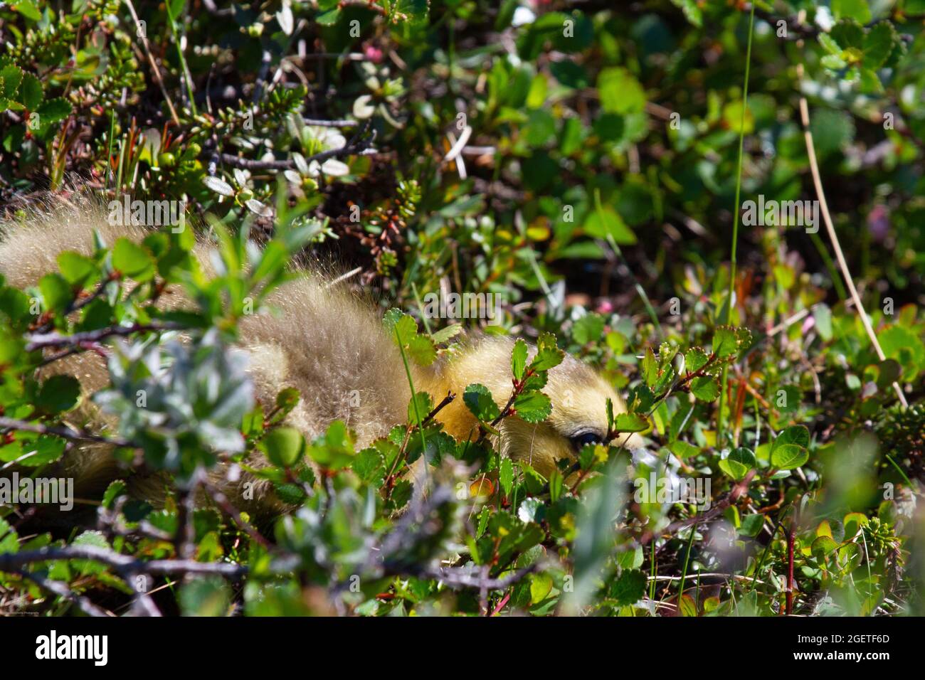 Un giovane gosling nascosto tra le piante di tundra nell'artico Foto Stock