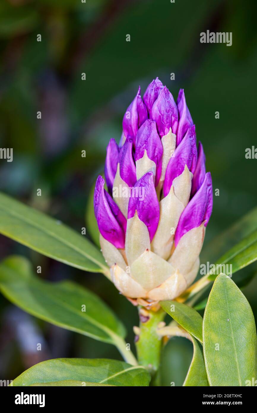 Primo piano di un fiore di rododendro leggermente aperto con alcune foglie verdi su sfondo verde scuro naturale. Foto Stock