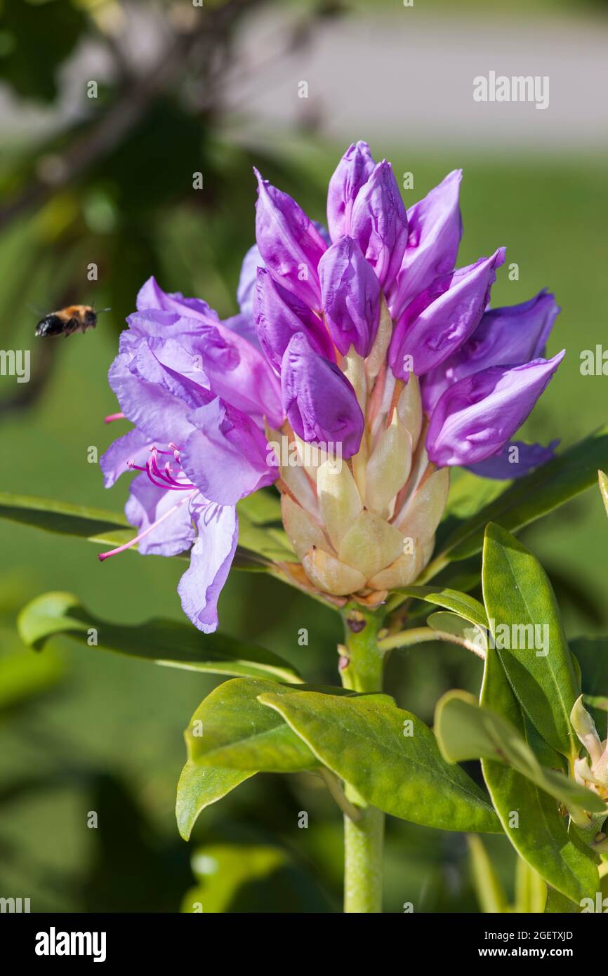 Primo piano di un fiore di rododendro di apertura con petali parzialmente aperti e alcune foglie verdi su uno sfondo naturale sfocato e un fiore che si avvicina. Foto Stock