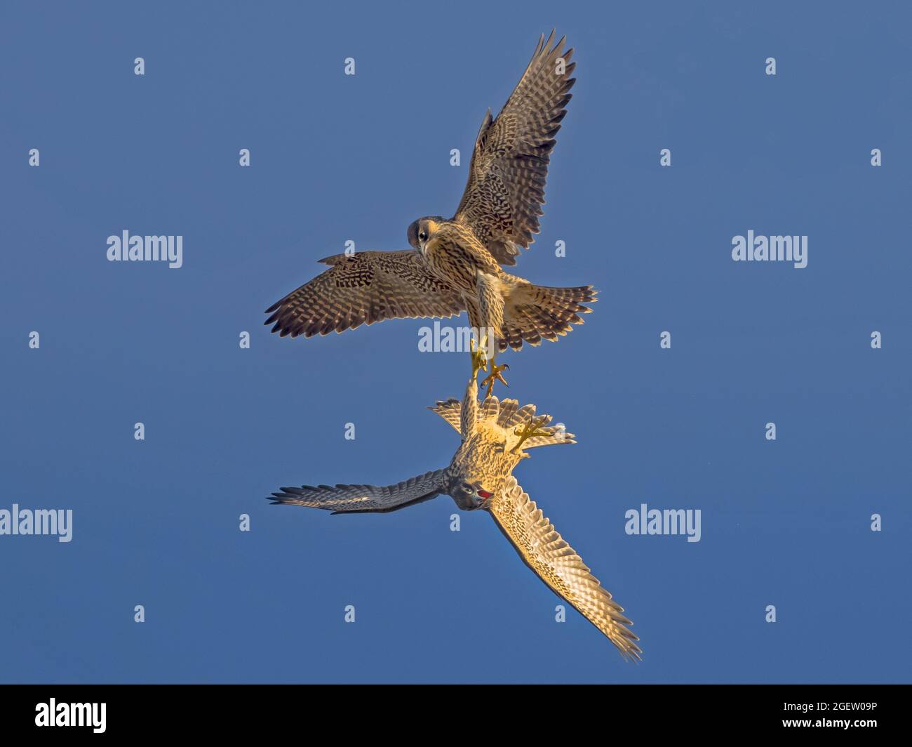 Due giovani Peregrine Falcon (Falco peregrinus) talon grappling, Cambridgeshire, Inghilterra Foto Stock