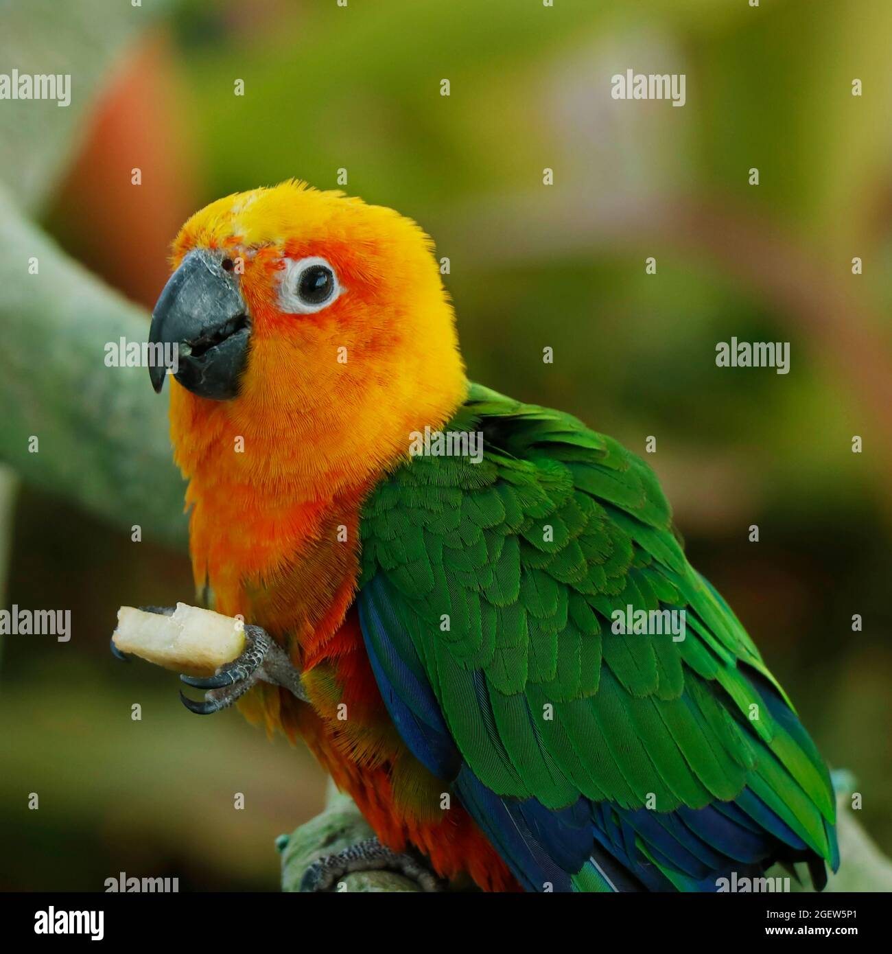 Il parakeet del sole, conosciuto anche nell'avicoltura come il sole conure, è un pappagallo di medie dimensioni e colorato in modo vivace, originario del Sud America nord-orientale. Foto Stock