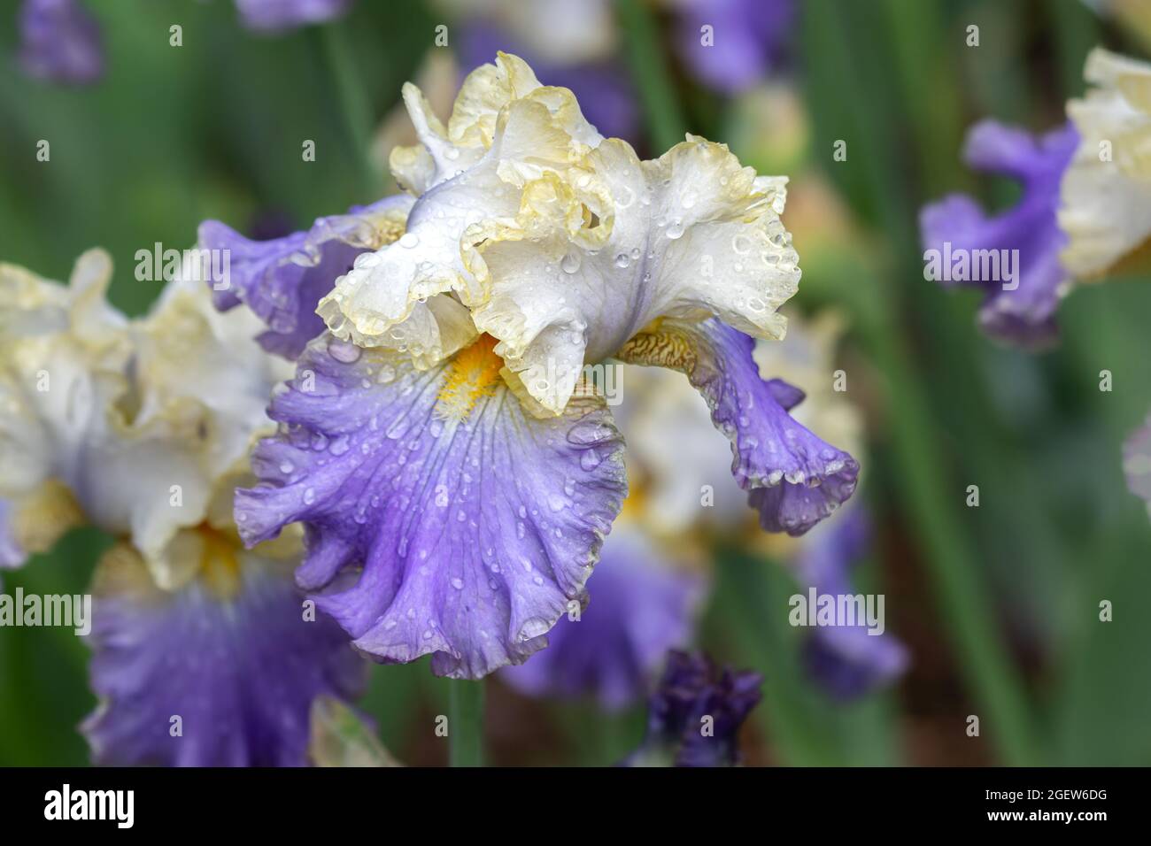 'Bond orlato dorato' Tall bearded iris. Bianco, blu Leaves.Raindrops su petali. Piante in background. Foto Stock
