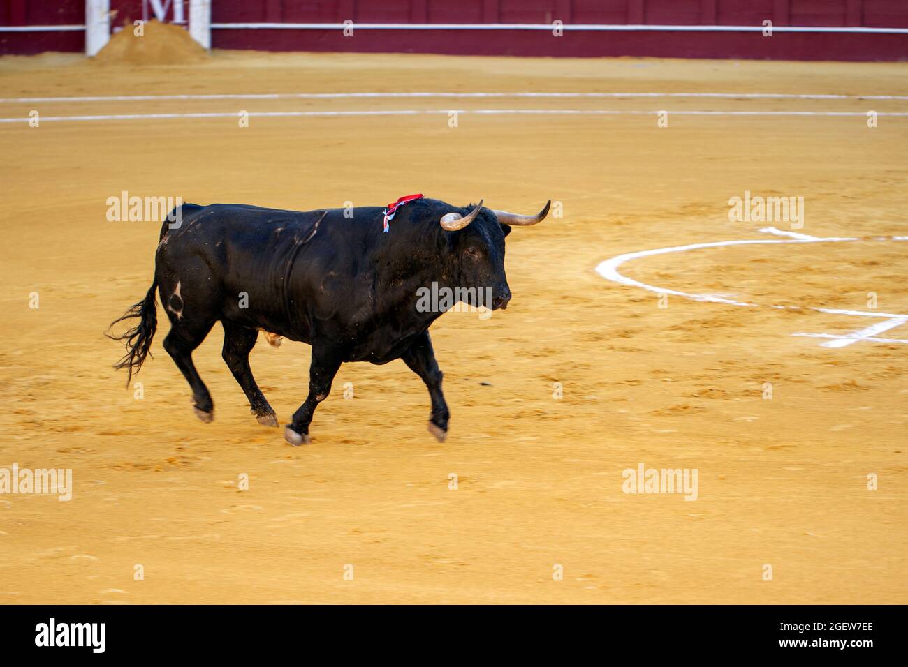 Bull Fighting a Malaga Spagna Foto Stock