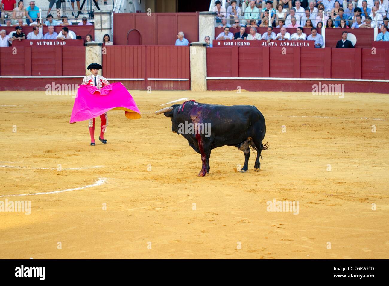 Bull Fighting a Malaga Spagna Foto Stock