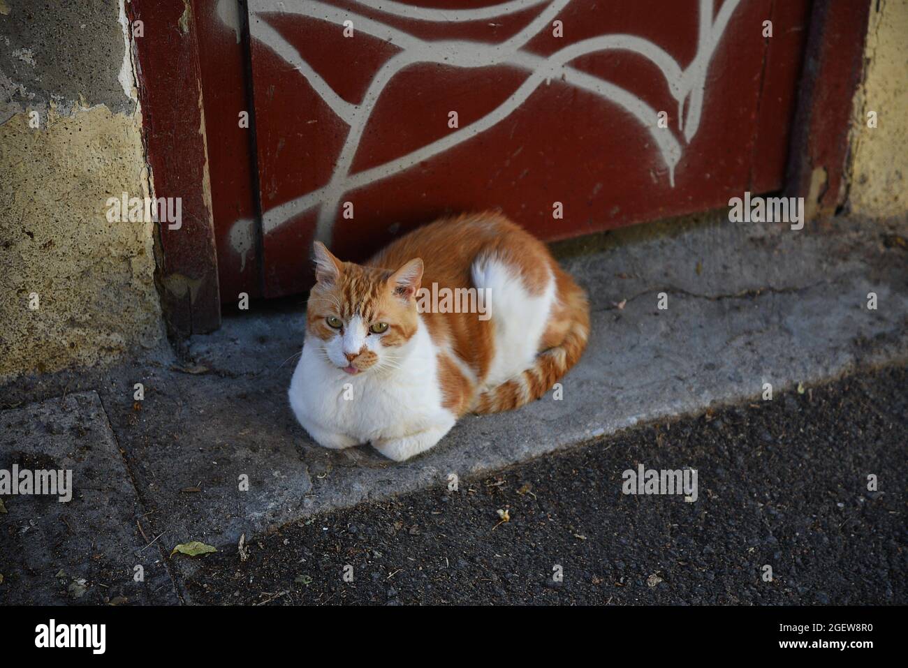 Gatto randagio greco in Anafiotika un quartiere storico di Plaka ad Atene Grecia. Foto Stock