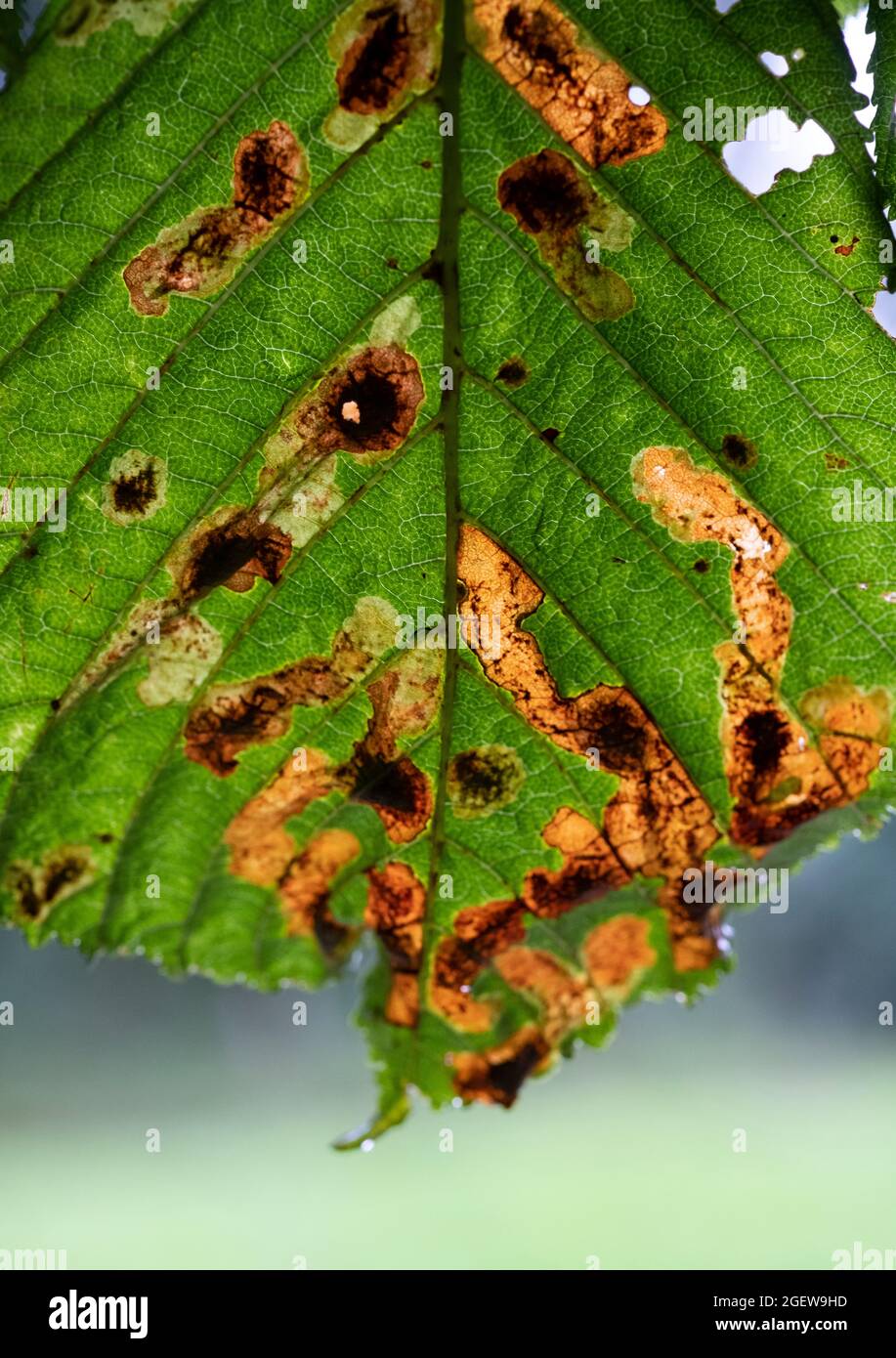 Un albero di castagno del cavallo che mostra i segni della malattia di  blottch della foglia, Worcestershire, Inghilterra Foto stock - Alamy