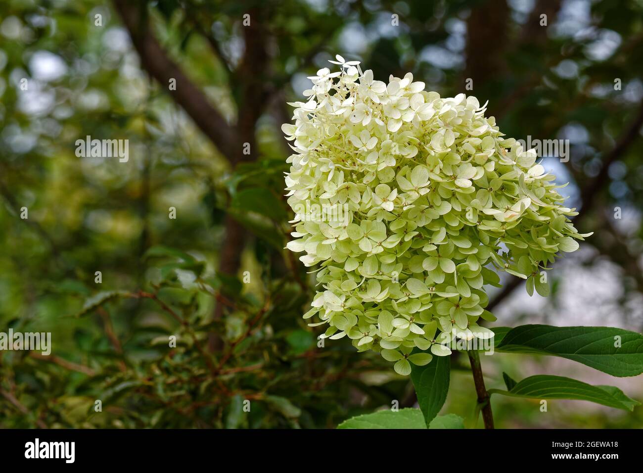 Fiori bianchi di hydrangea, arbusti coltivati, natura, primo piano, Hydrangea paniculata, Grandiflora, fiore conico, PA, Pennsylvania Foto Stock