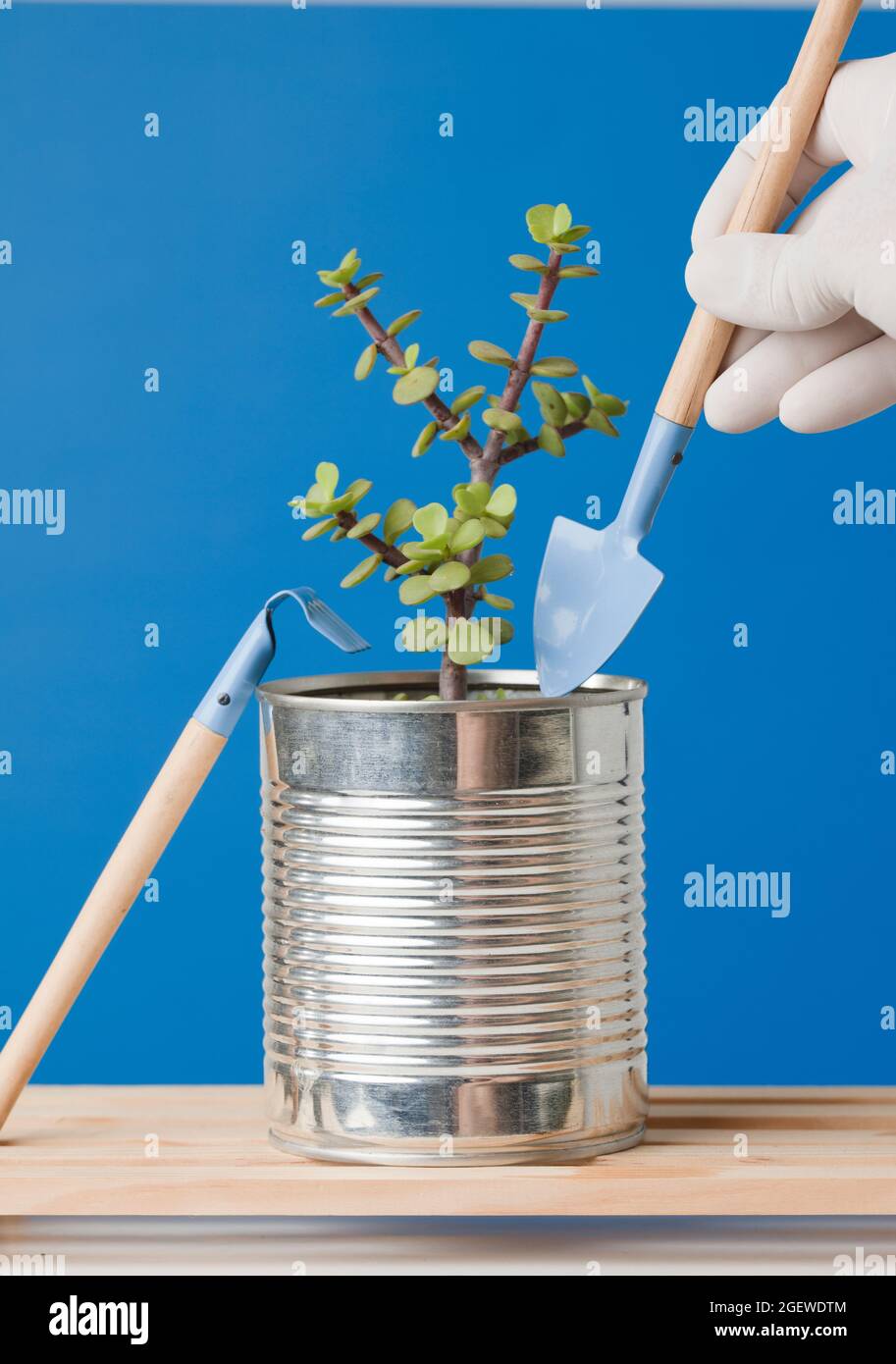 Piante da coltivazione con lattine riciclabili, su legno, con fondo blu. Foto Stock