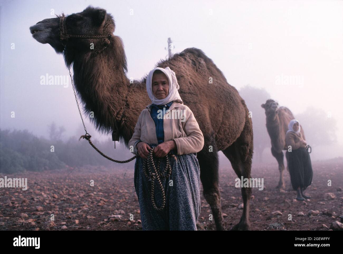 Turchia. Regione rurale sud-occidentale. Donne locali con cammelli. Foto Stock