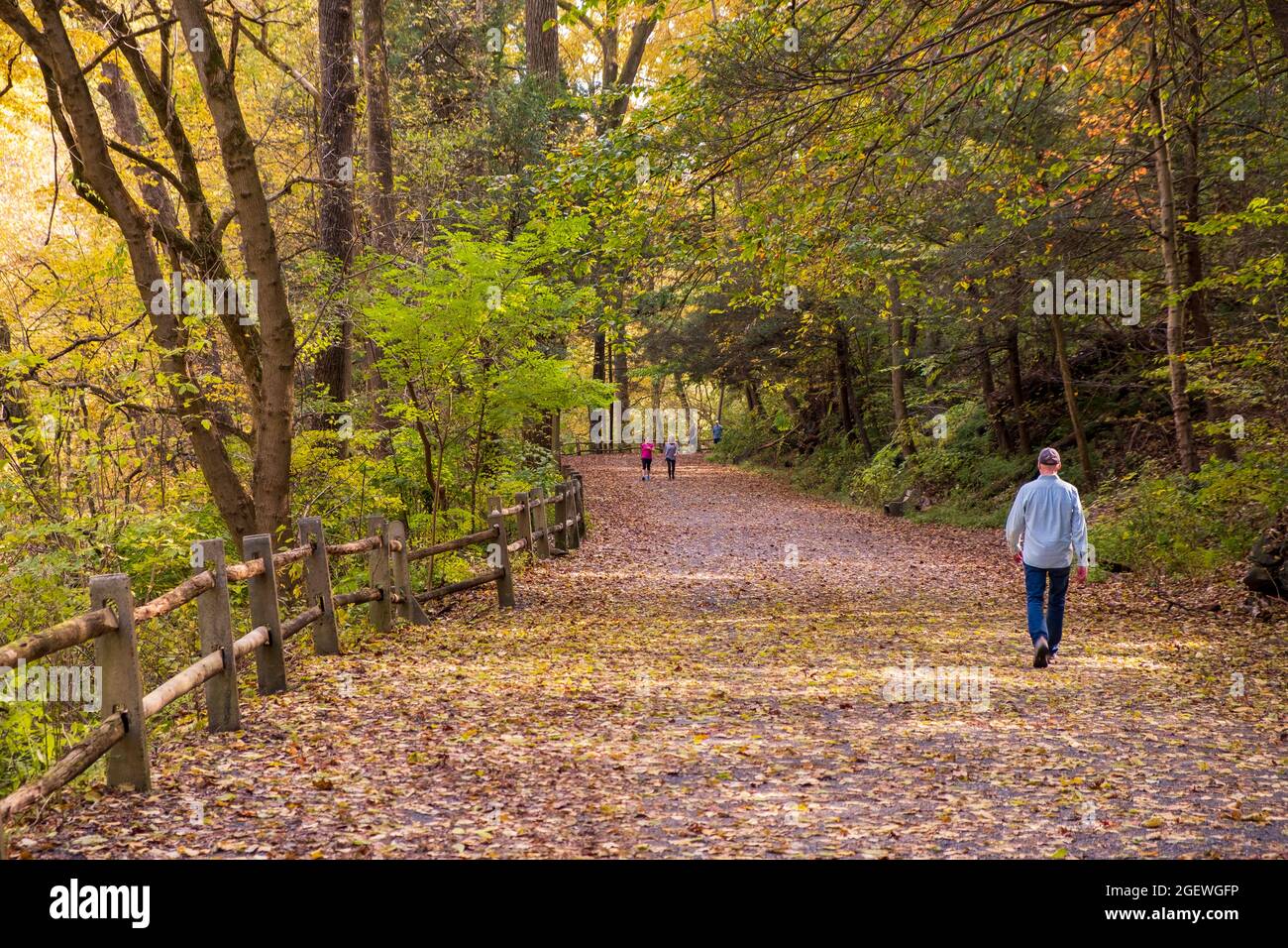 Uomo che cammina a Wissahickon Creek Valley Park in autunno su Forbidden Drive, Philadelphia, Pennsylvania, USA Foto Stock