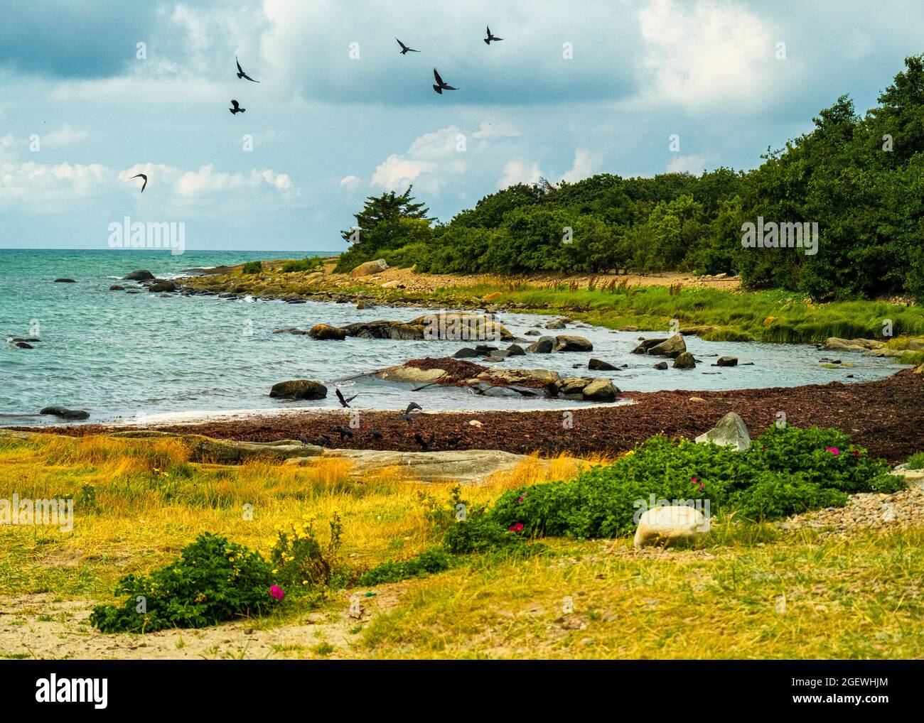 Bella e colorata costa occidentale della svezia a Varberg, con fiori selvatici in primo piano Foto Stock