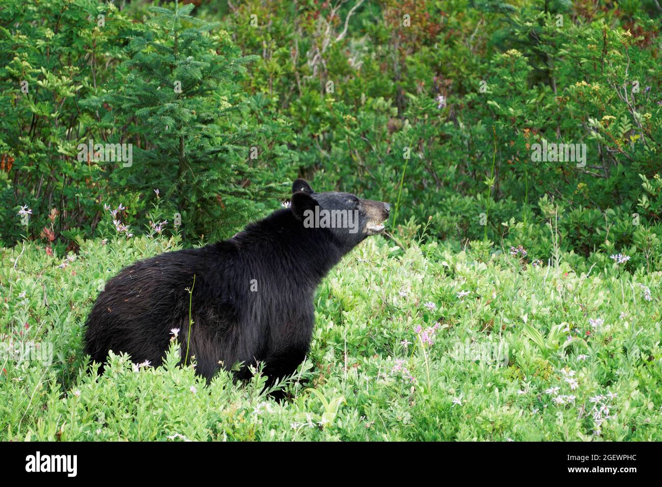 Orso nero americano (Ursus americanus) che sniffing l'aria in subalpino prato, Paradise, Mount Rainier National Park, Pierce County, Washington, Stati Uniti Foto Stock