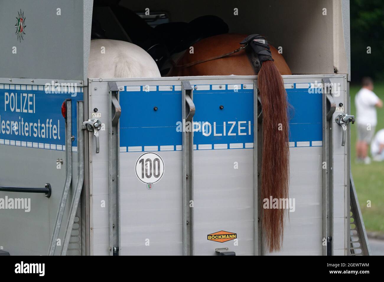 Colonia, Germania. 21 Agosto 2021. Cavalli della polizia di stato squadra equestre attendere per la loro assegnazione sui prati a Aachen stagno. Dopo le rivolte dei giovani, la polizia ha rafforzato le loro forze nel fine settimana. Credit: Henning Kaiser/dpa/Alamy Live News Foto Stock