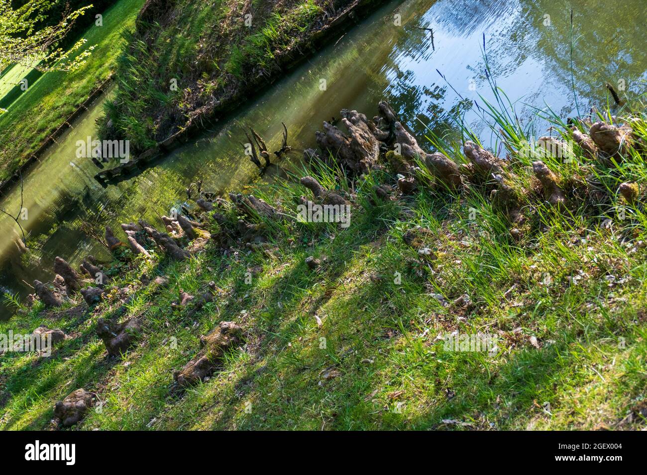Baumwurzeln am See sehen aus wie Elfen oder Droll Zuhause Foto Stock