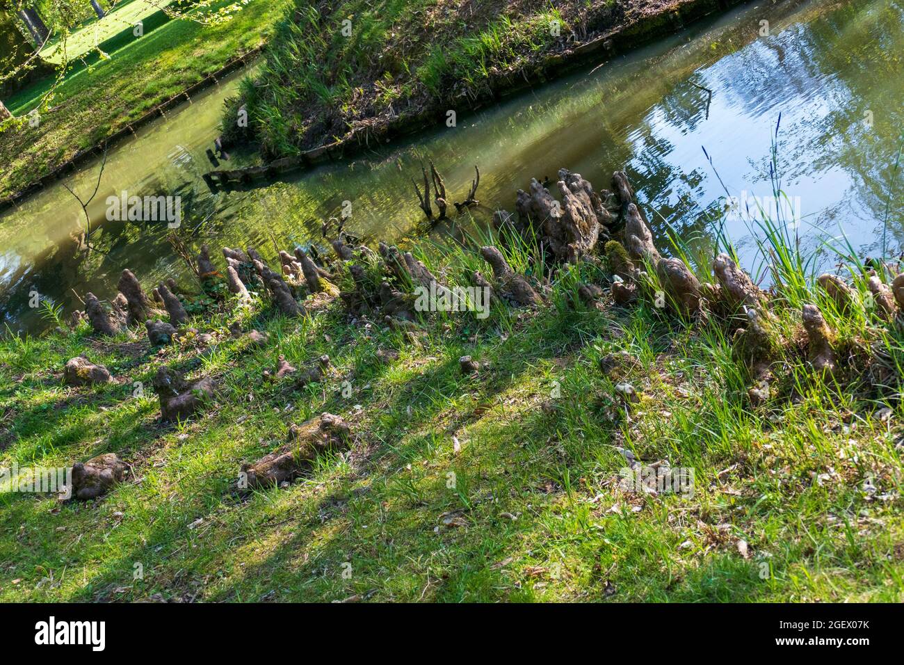 Baumwurzeln am See sehen aus wie Elfen oder Droll Zuhause Foto Stock
