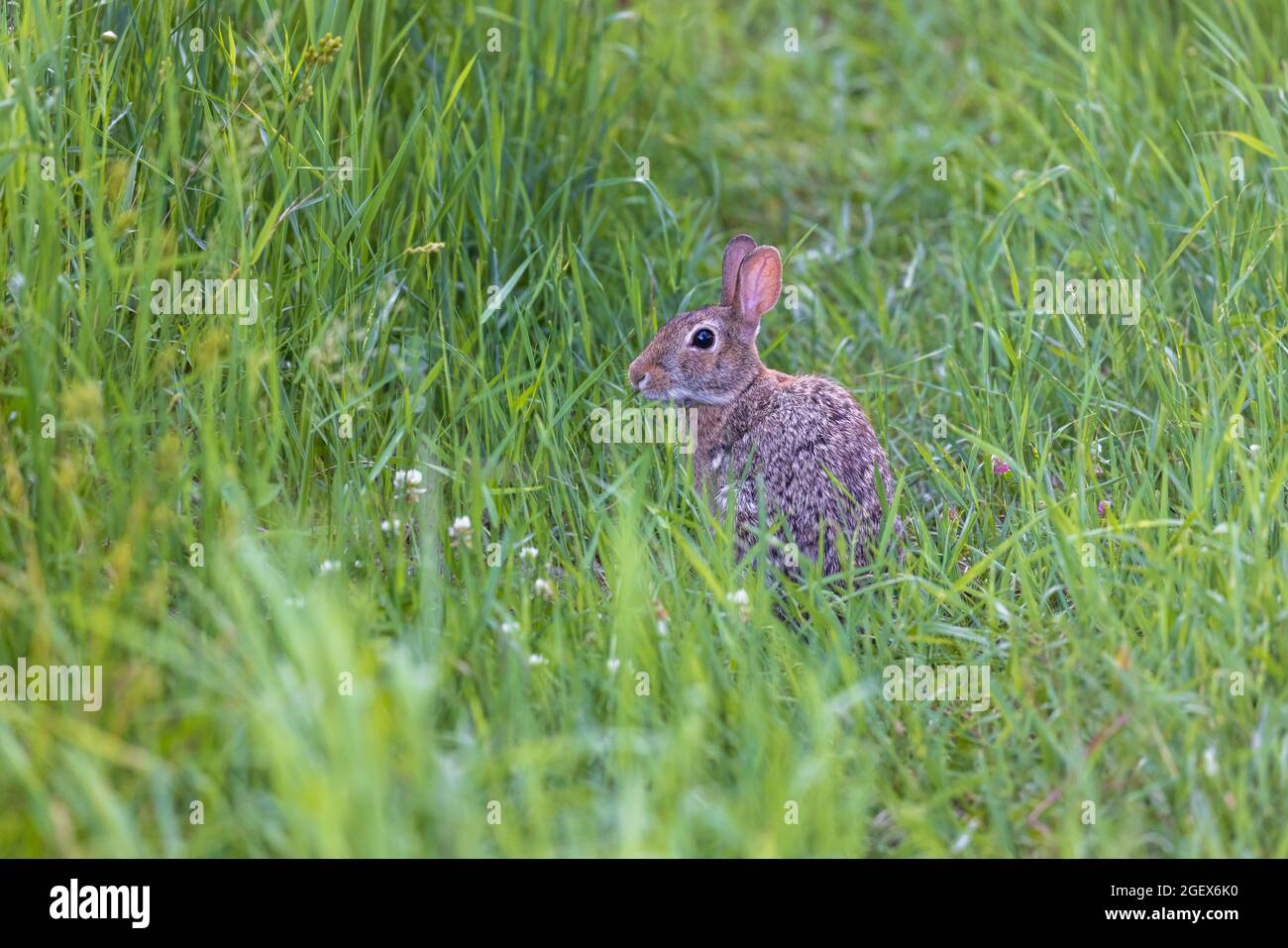 Coniglio di cottontail orientale in un prato del Wisconsin settentrionale. Foto Stock