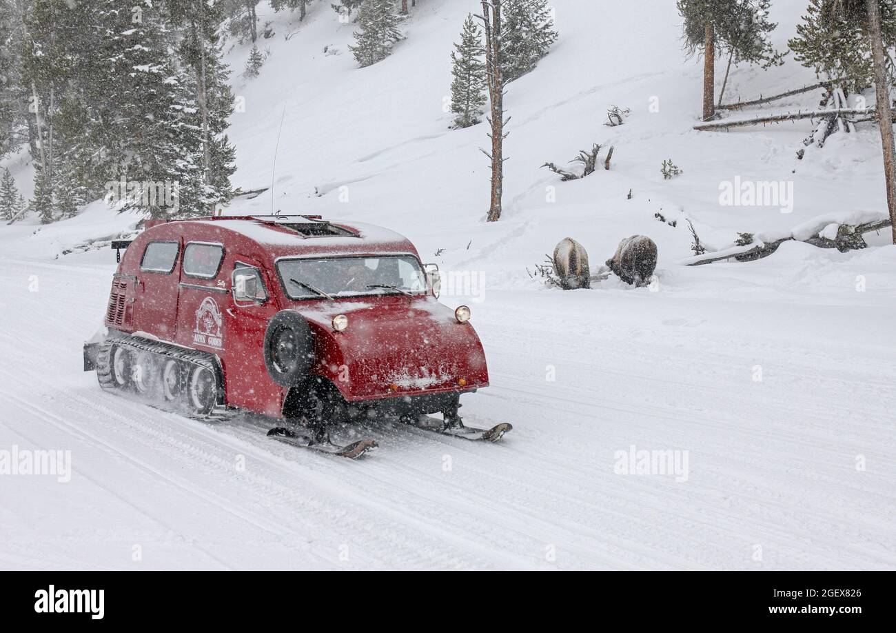 Lo snowcoach è rosso e ci sono due bisonti appena fuori la strada innevata.Snowcoach guida oltre bisonte ; Data: 29 Febbraio 2012 Foto Stock