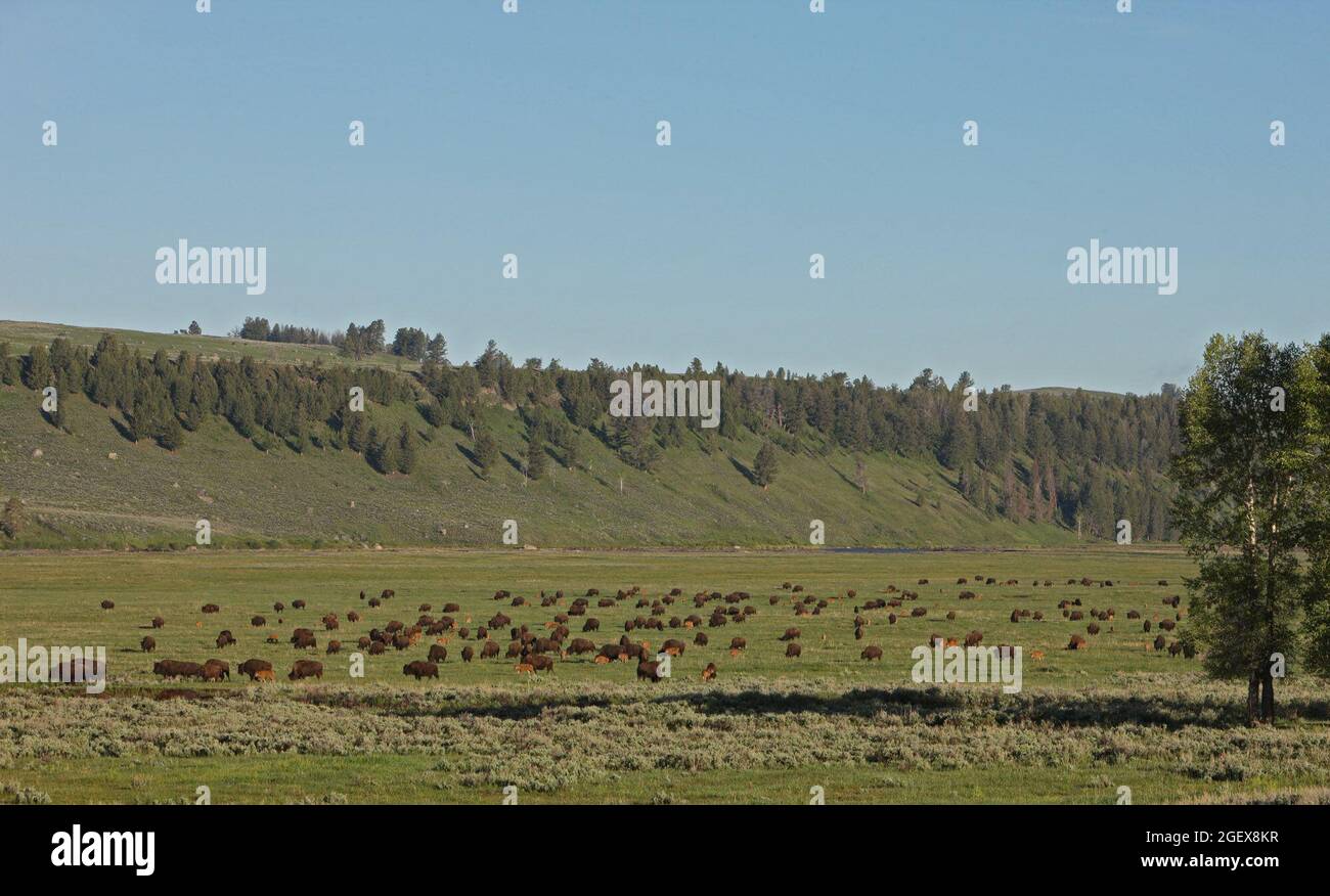 Mucca e polpaccio di bisonte pascolo in un pascolo aperto.Bison mandria in Lamar Valley; Data: 14 giugno 2012 Foto Stock