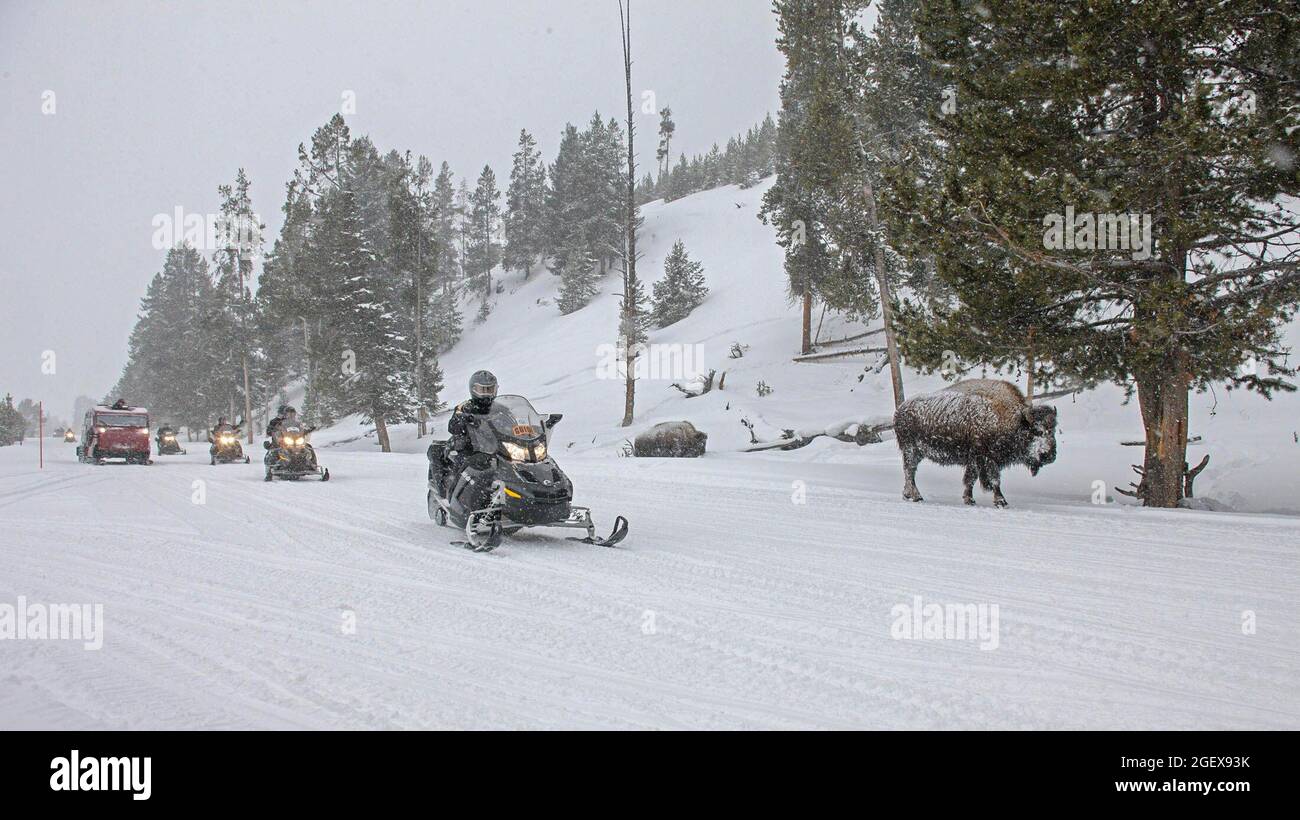 Sia le motoslitte che uno snowcoach passano bisonte su una strada coperta di neve. Le motoslitte passano bisonte sulla strada di ingresso ovest; Data: 29 febbraio 2012 Foto Stock