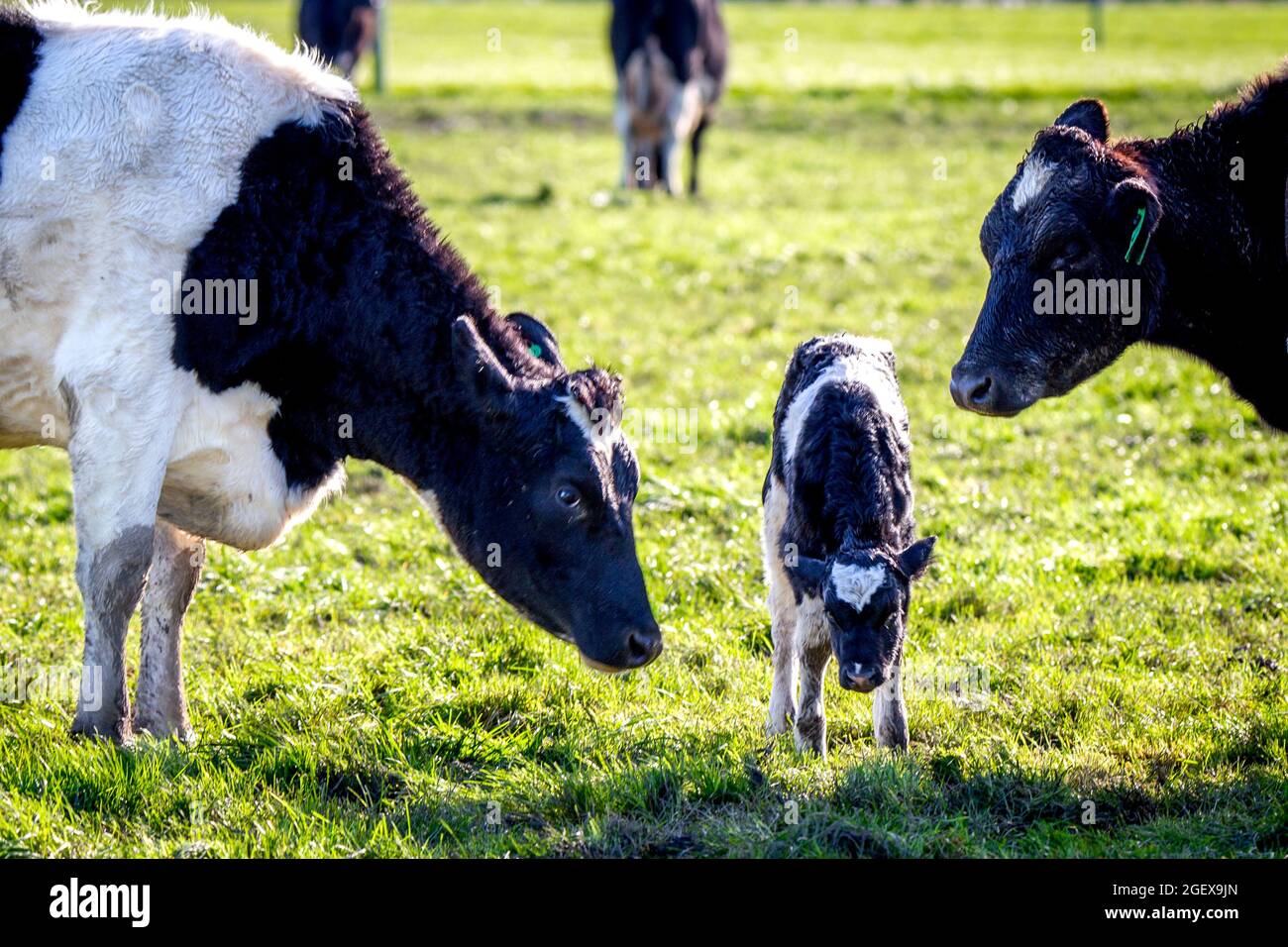 Una madre vacca friesiana riposa e protegge il suo vitello neonato in un campo di vacche da latte incinte, Canterbury, Nuova Zelanda Foto Stock