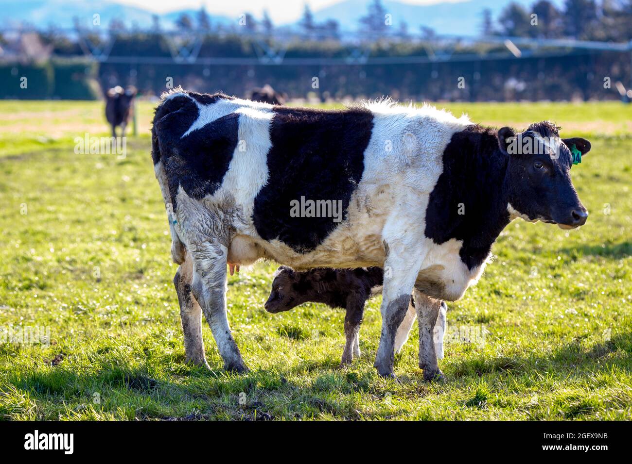 Un bambino neonato vitello cerca la sua prima bevanda di colostro da sua madre in un campo di vacche da latte incinte, Canterbury, Nuova Zelanda Foto Stock
