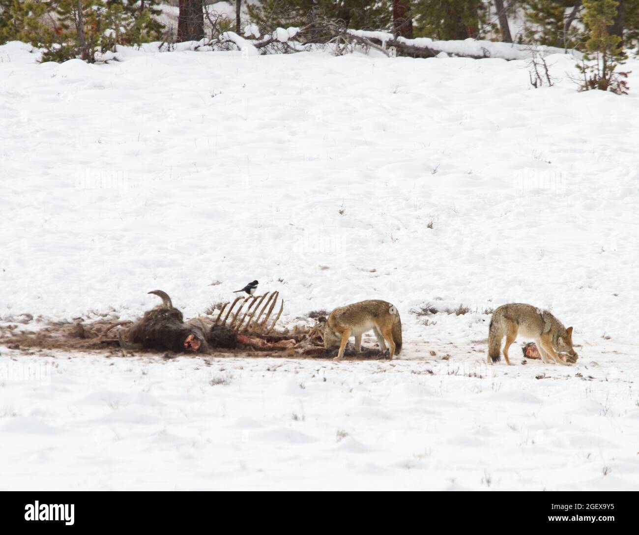 Coyote sulla carcassa di bisonte nel bacino di Geyser inferiore; Data: 17 novembre 2015 Foto Stock