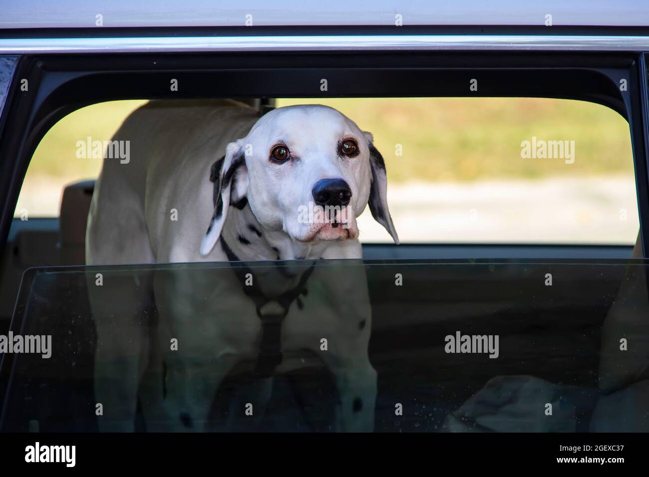 Dalmanation cane guardando fuori dalla finestra dell'auto Foto Stock