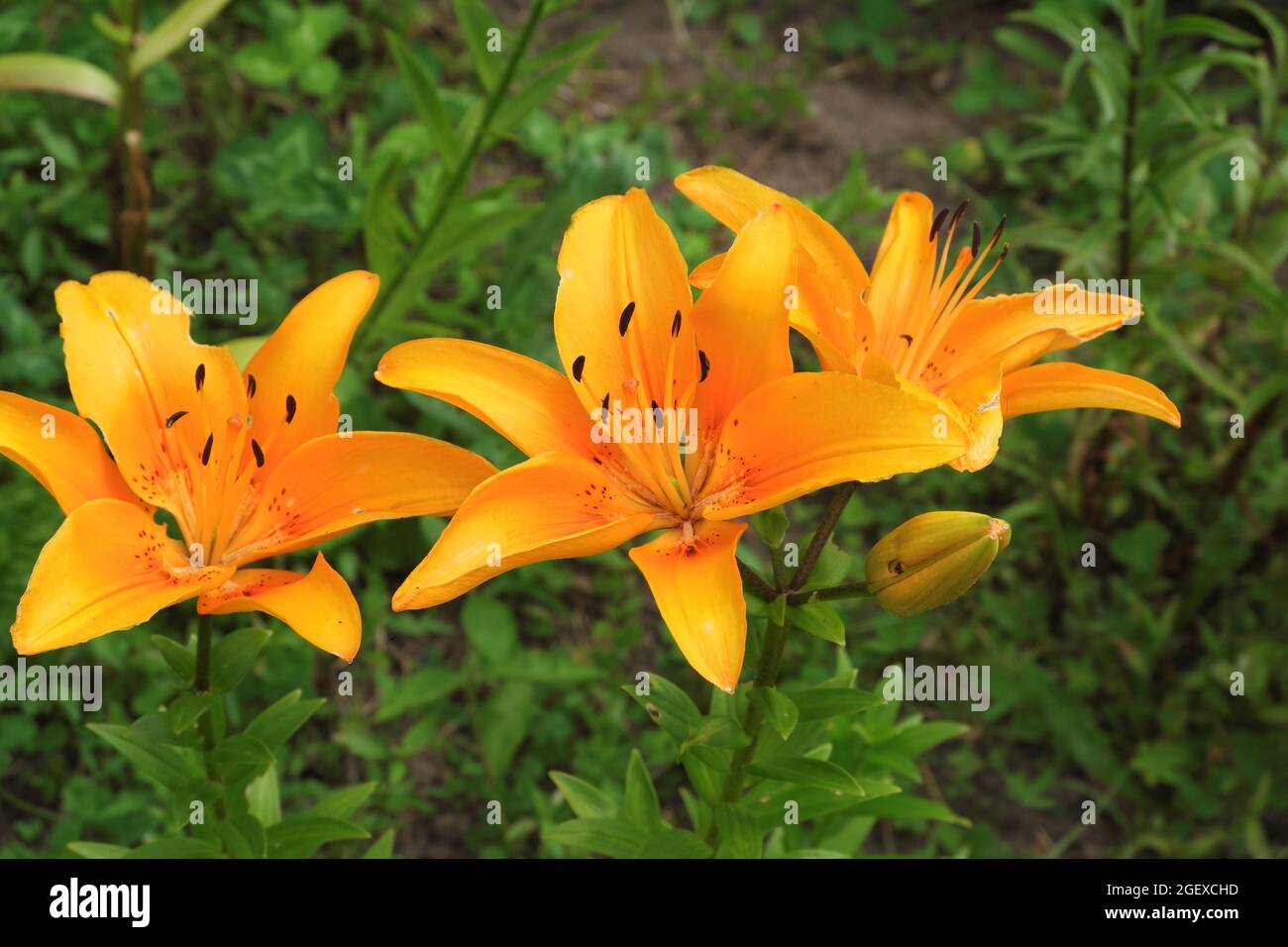 Fiori di giglio arancio luminoso e succosi su un prato verde. Messa a fuoco selettiva. Foto Stock