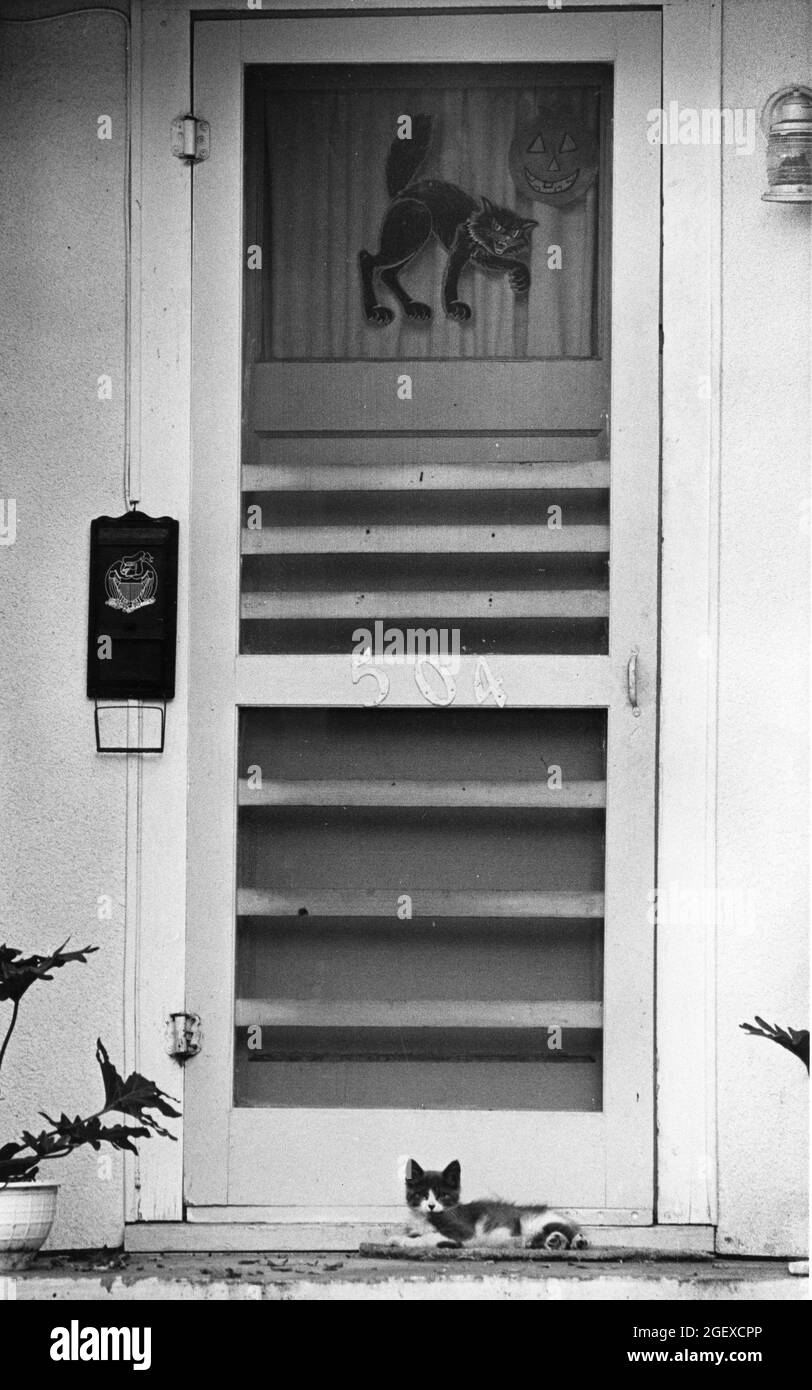 Bryan Texas USA, circa 1978: Decorazione del gatto di Halloween di cartone sulla porta anteriore con il gatto reale che giace sulla terra sotto. ©Bob Daemmrich Foto Stock