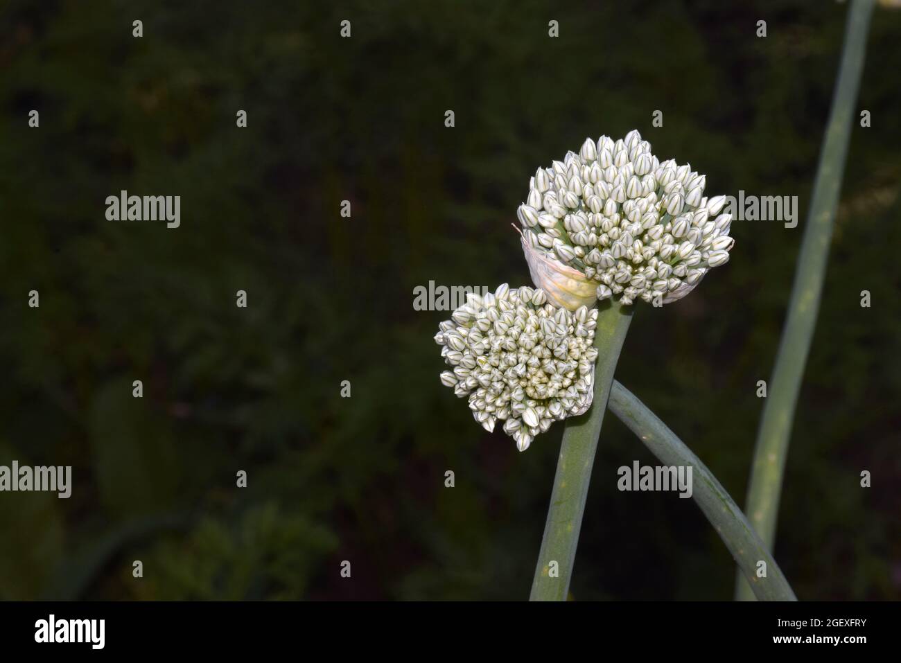 Fiori impegnati in piante di cipolla, con lo sfondo sfocato della fattoria Foto Stock