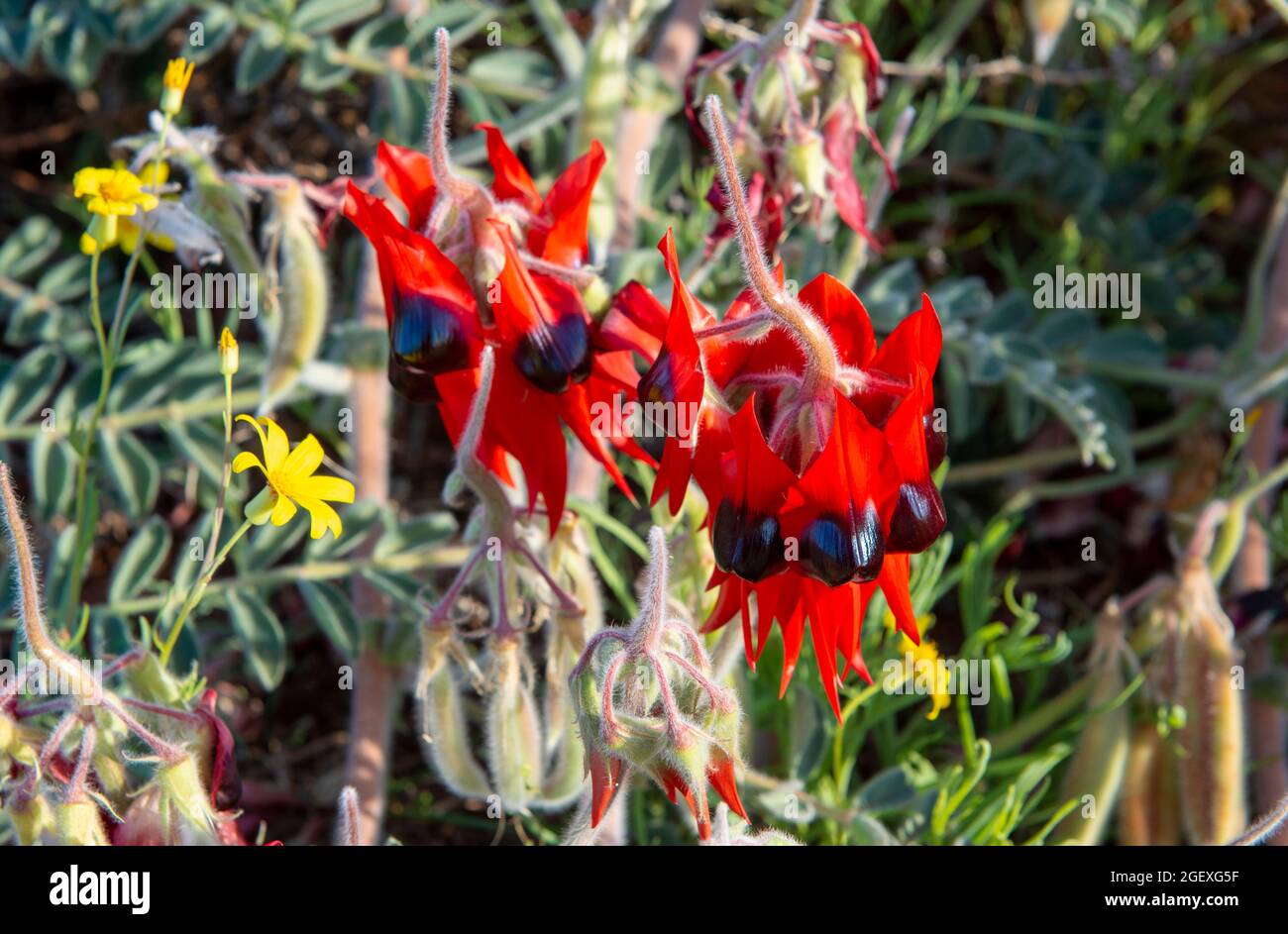 I fiori selvatici di pisello del deserto di Sturt crescono nell'entroterra desertico dell'Australia Meridionale. Foto Stock