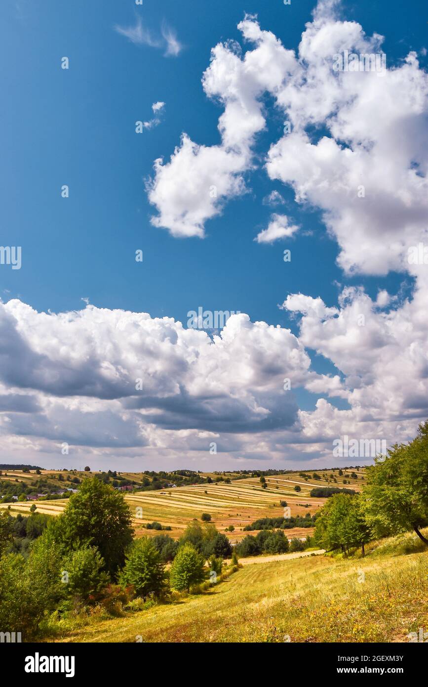 Bella vista su un campo agricolo in epoca di raccolto. Colline pianeggianti soprastate di grano contro cielo blu e nuvoloso. Giornata estiva soleggiata a Zwierzy Foto Stock